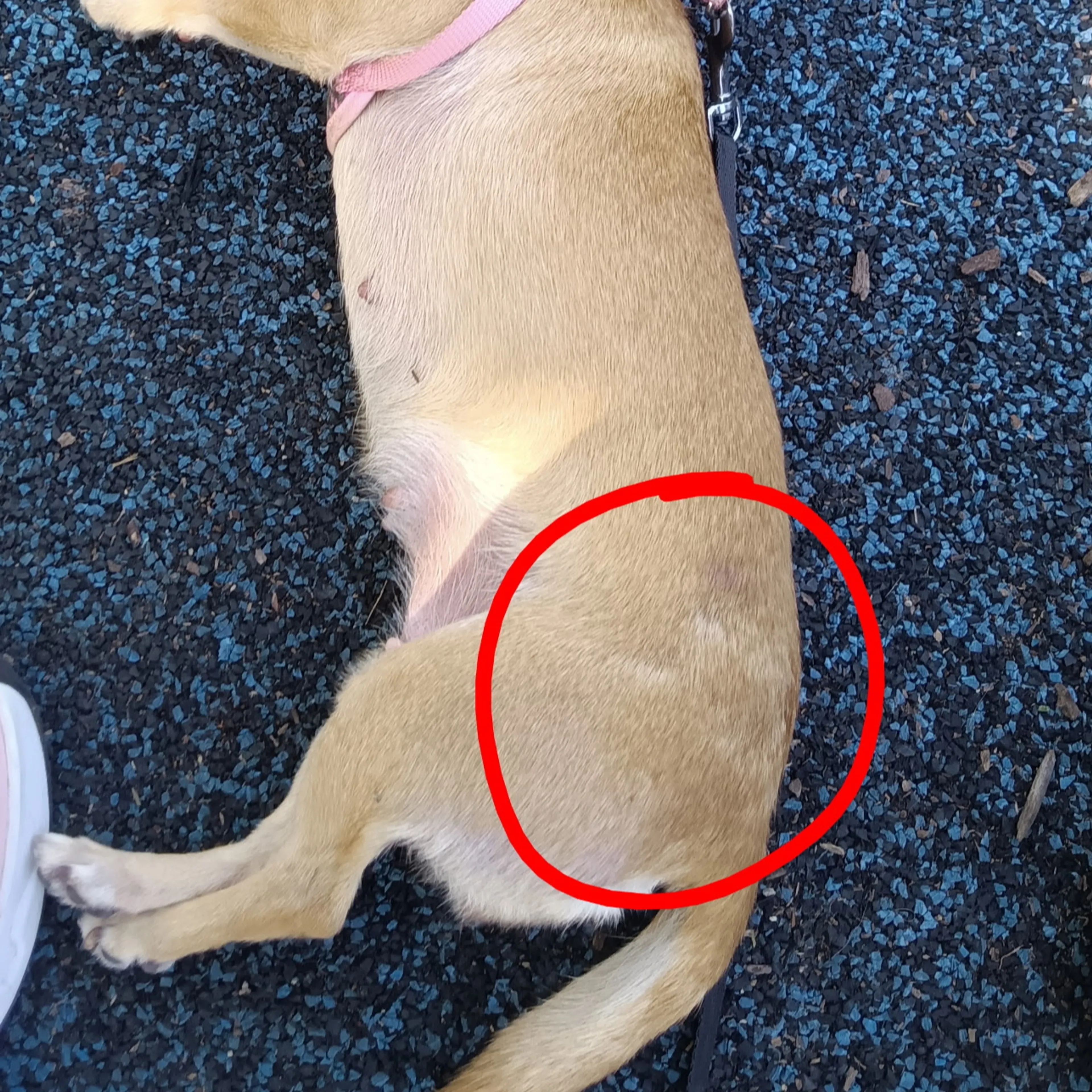 Lost pet-1
