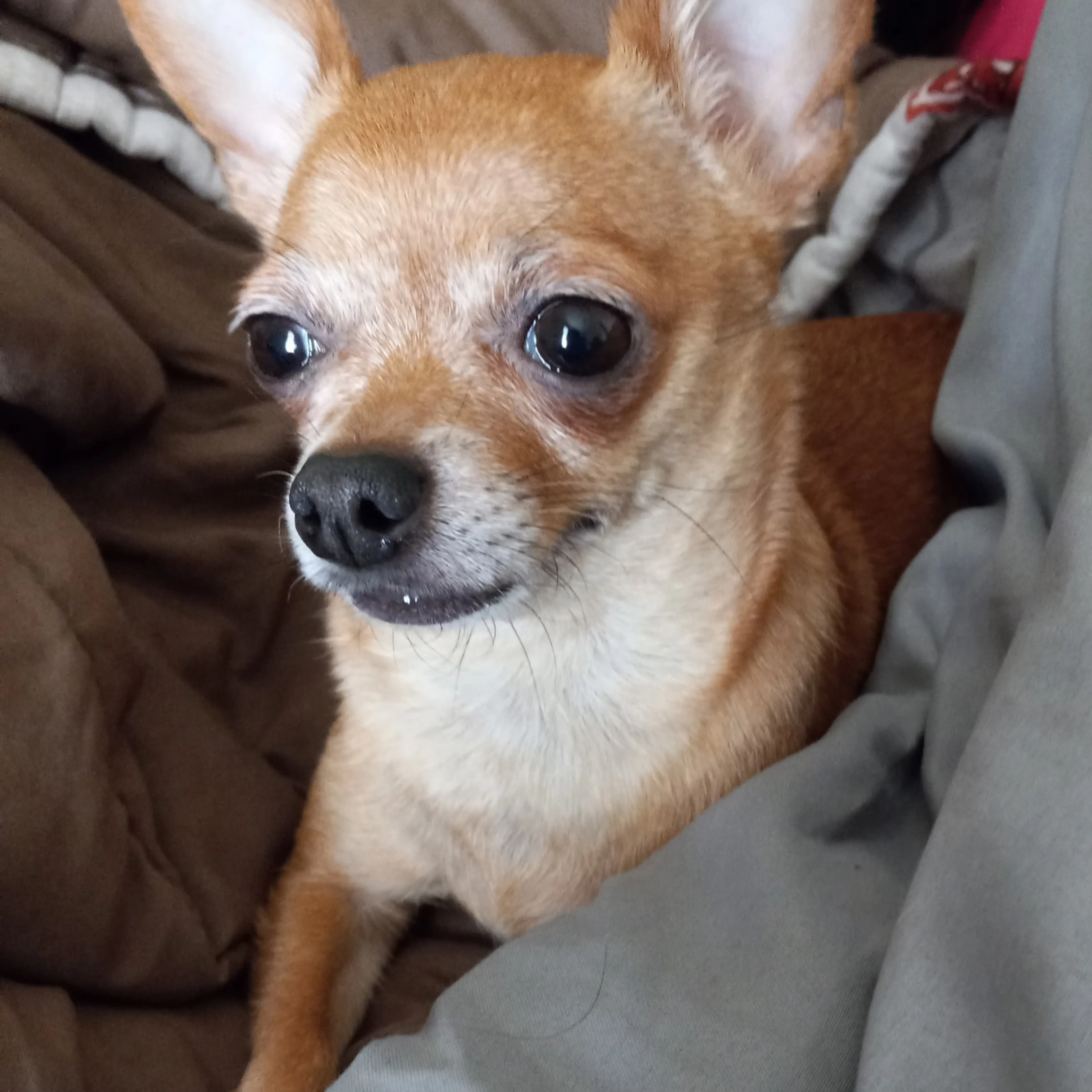 Lost pet-2