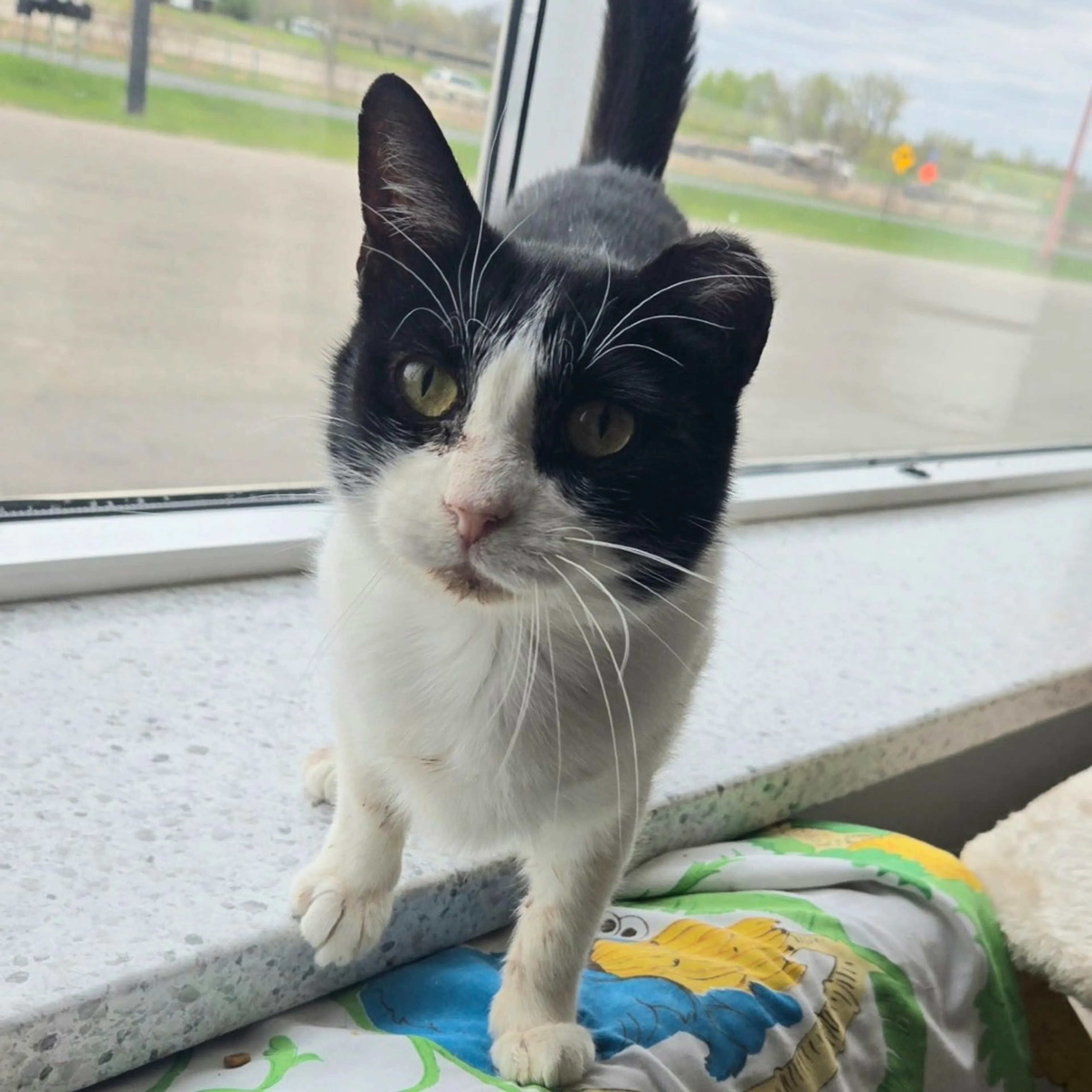 Found pet