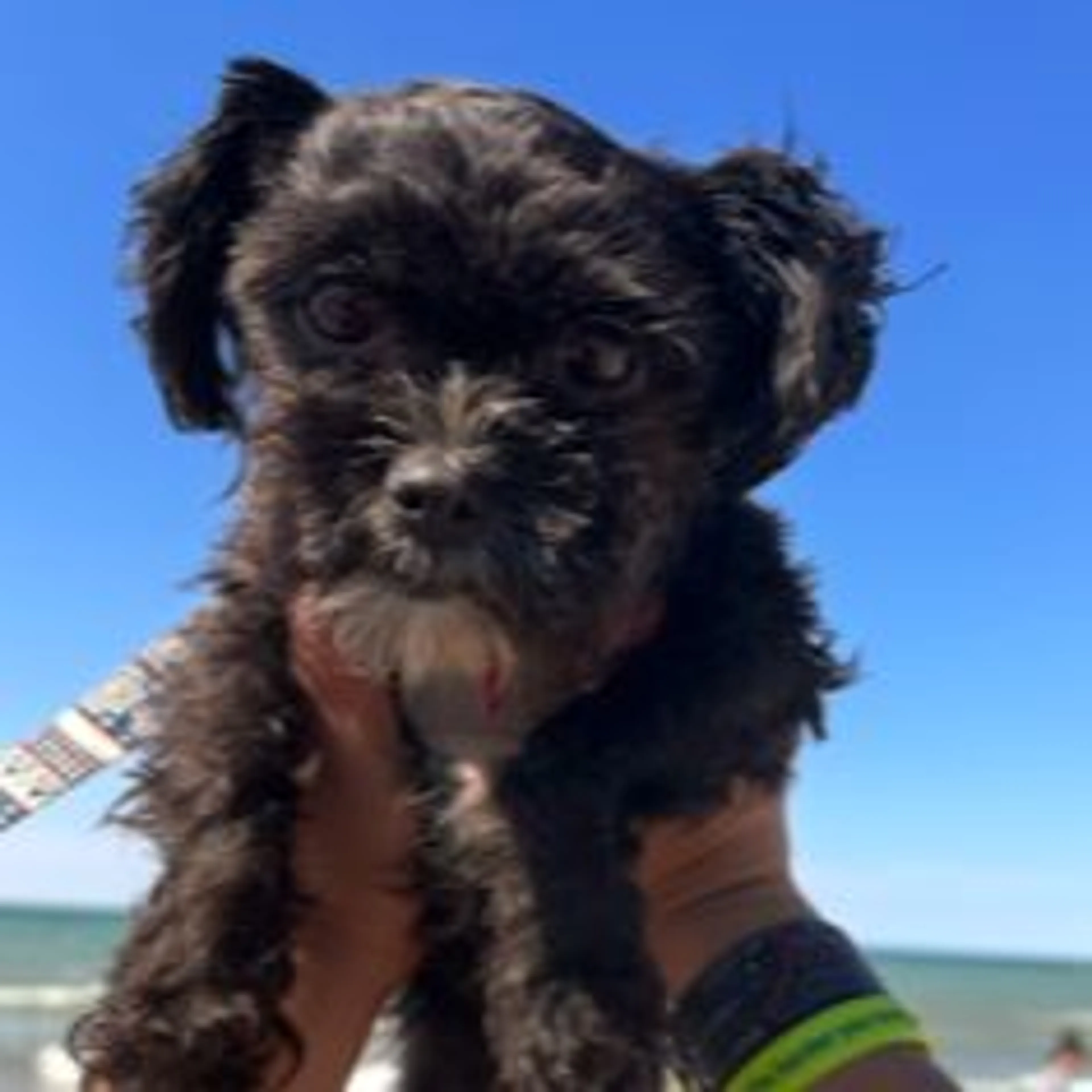 Lost pet