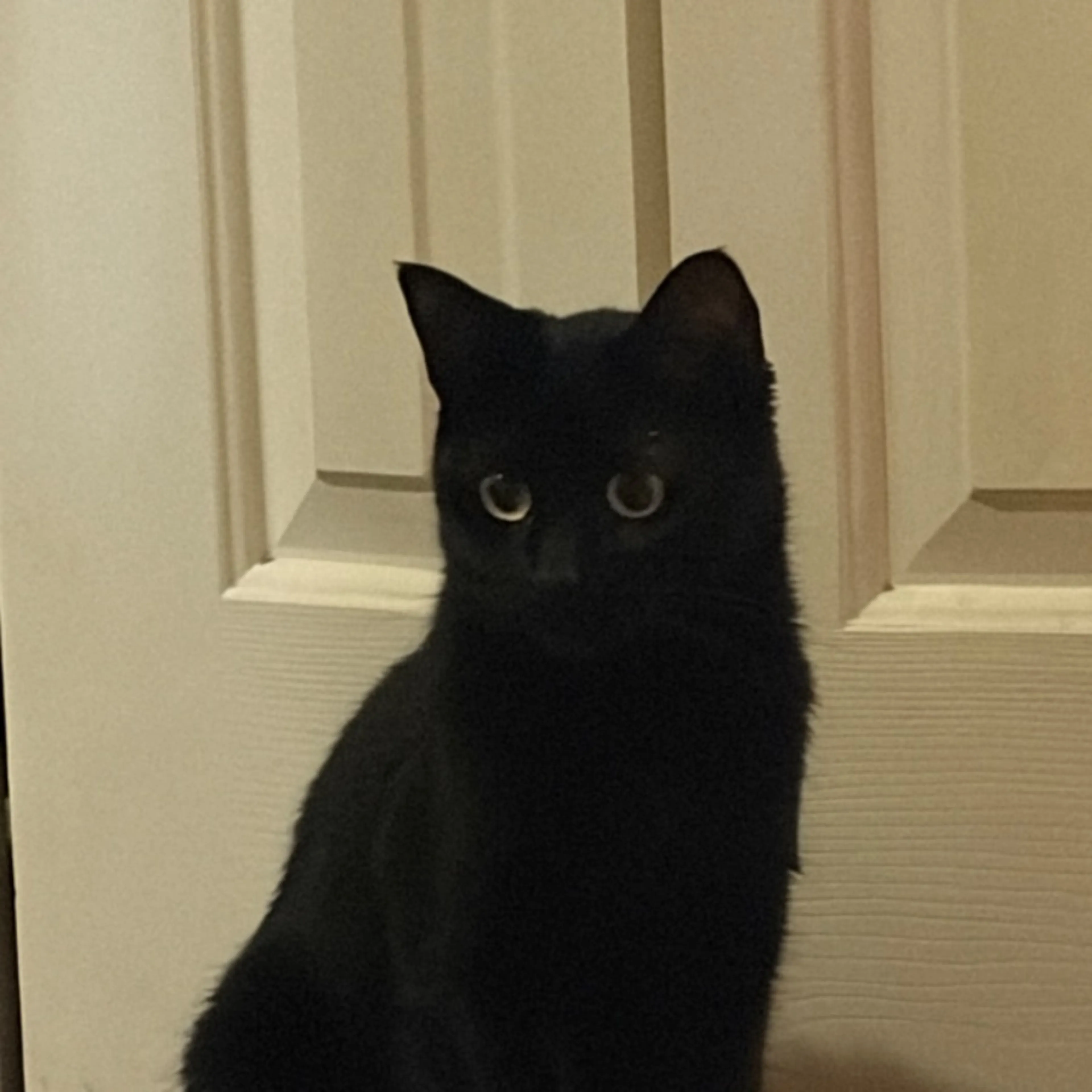 Lost pet