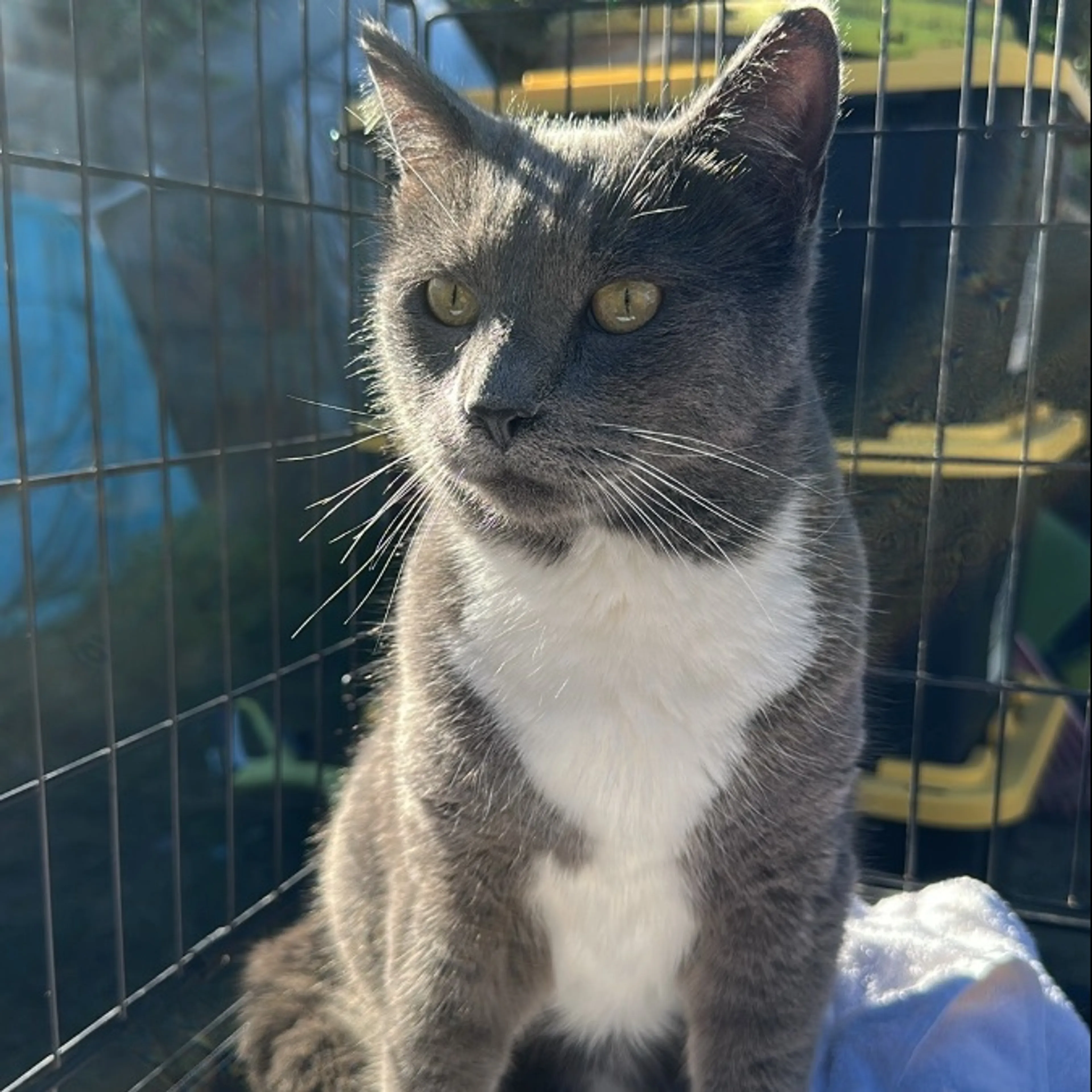 Lost pet