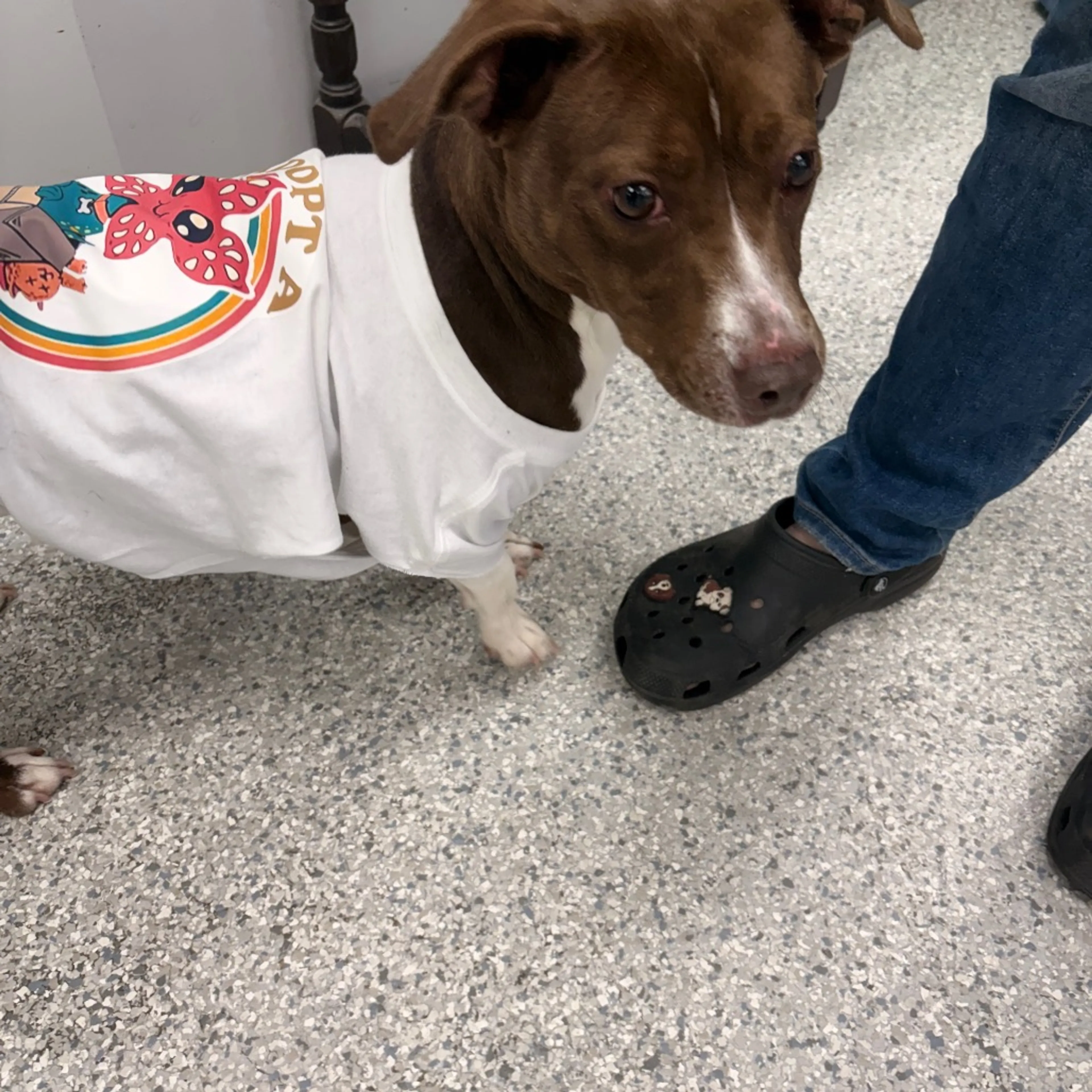 Found pet-2