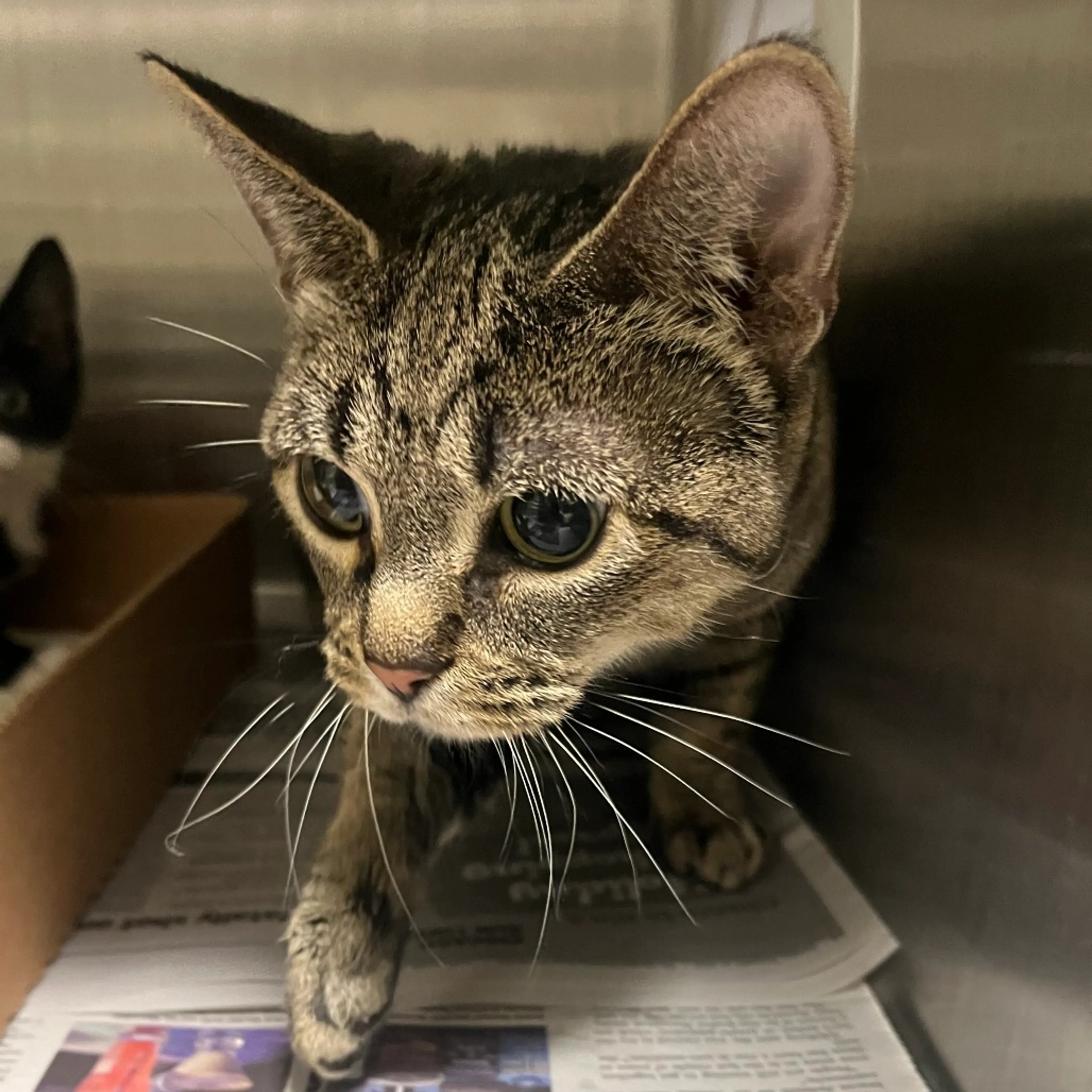 Found pet-1