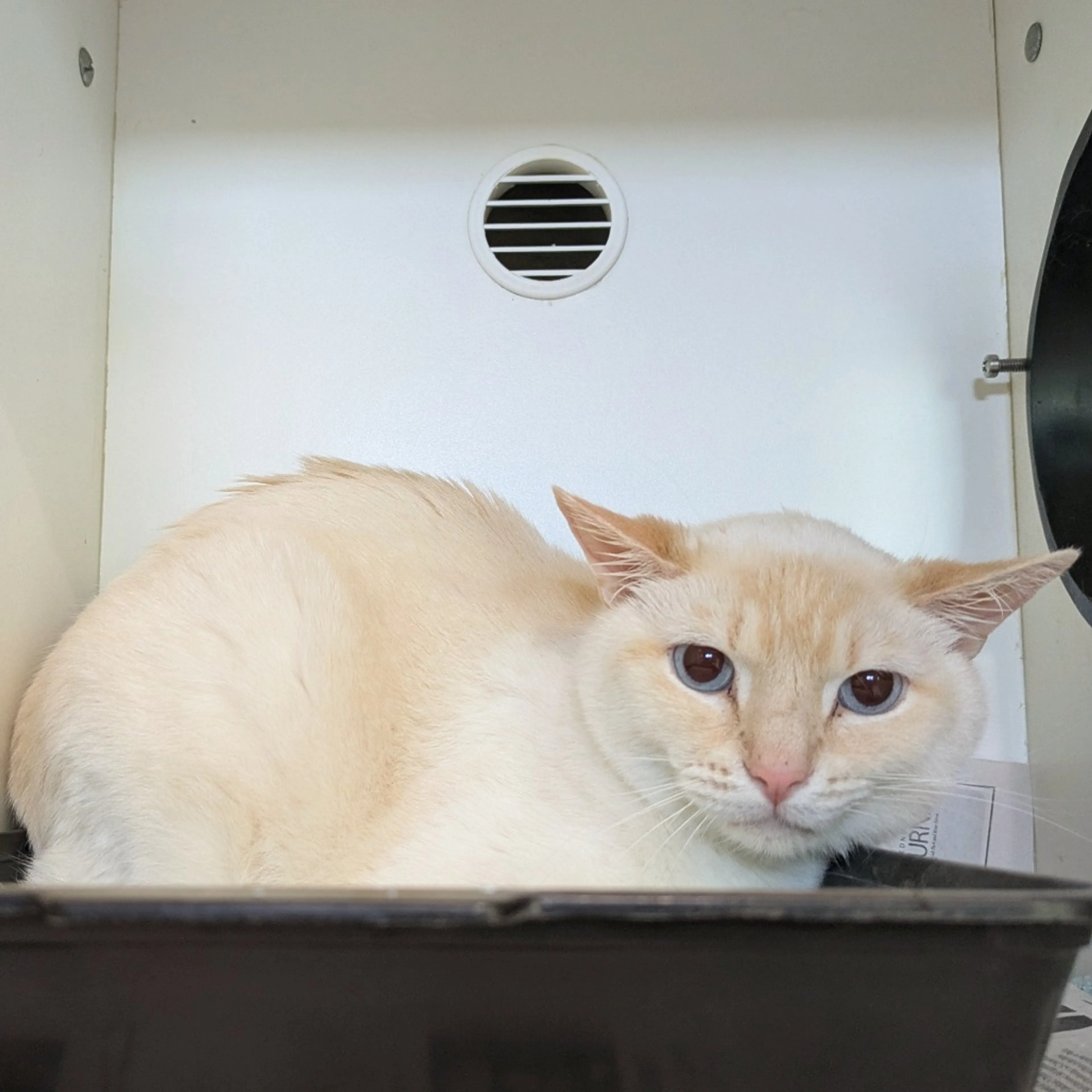Found pet