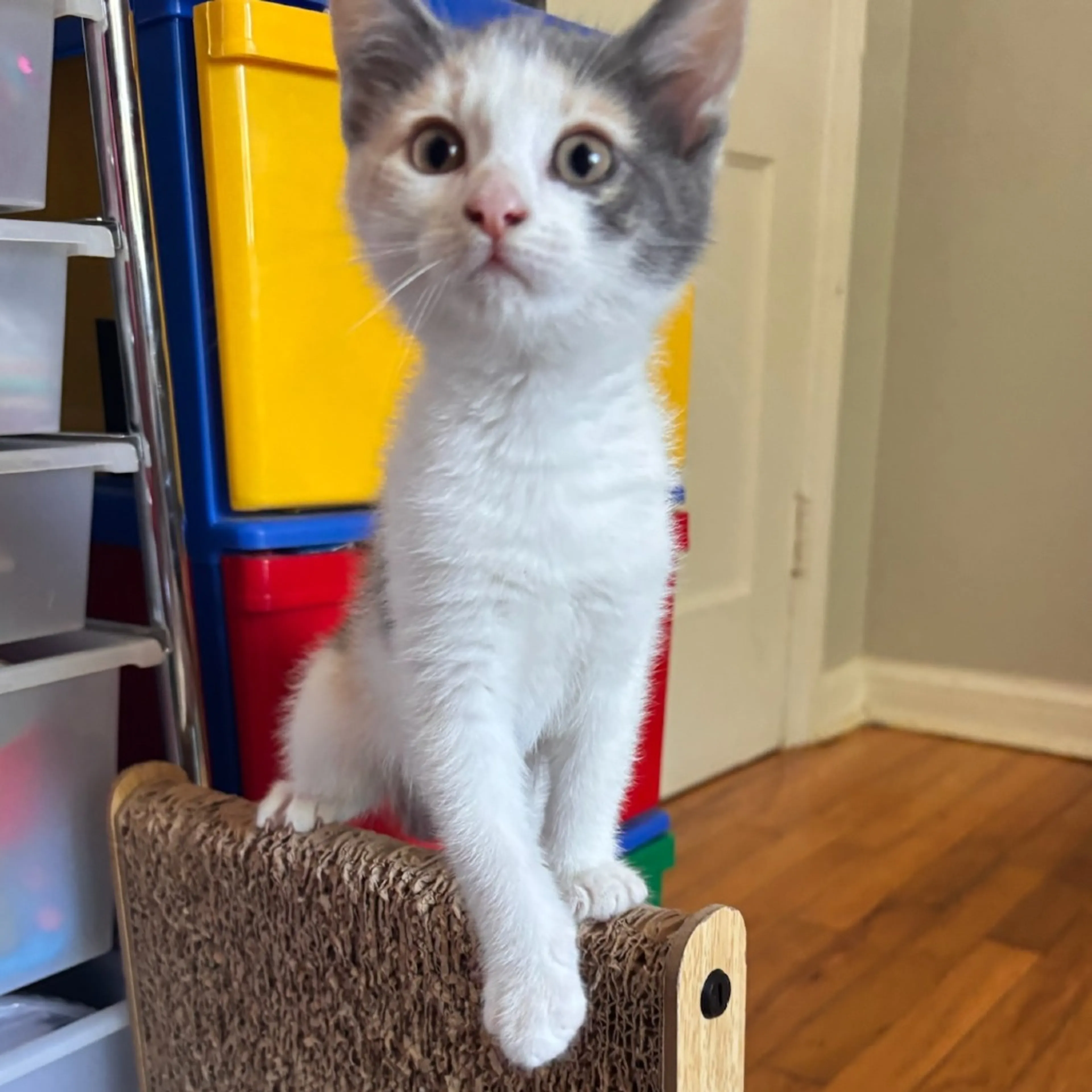 Found pet-2