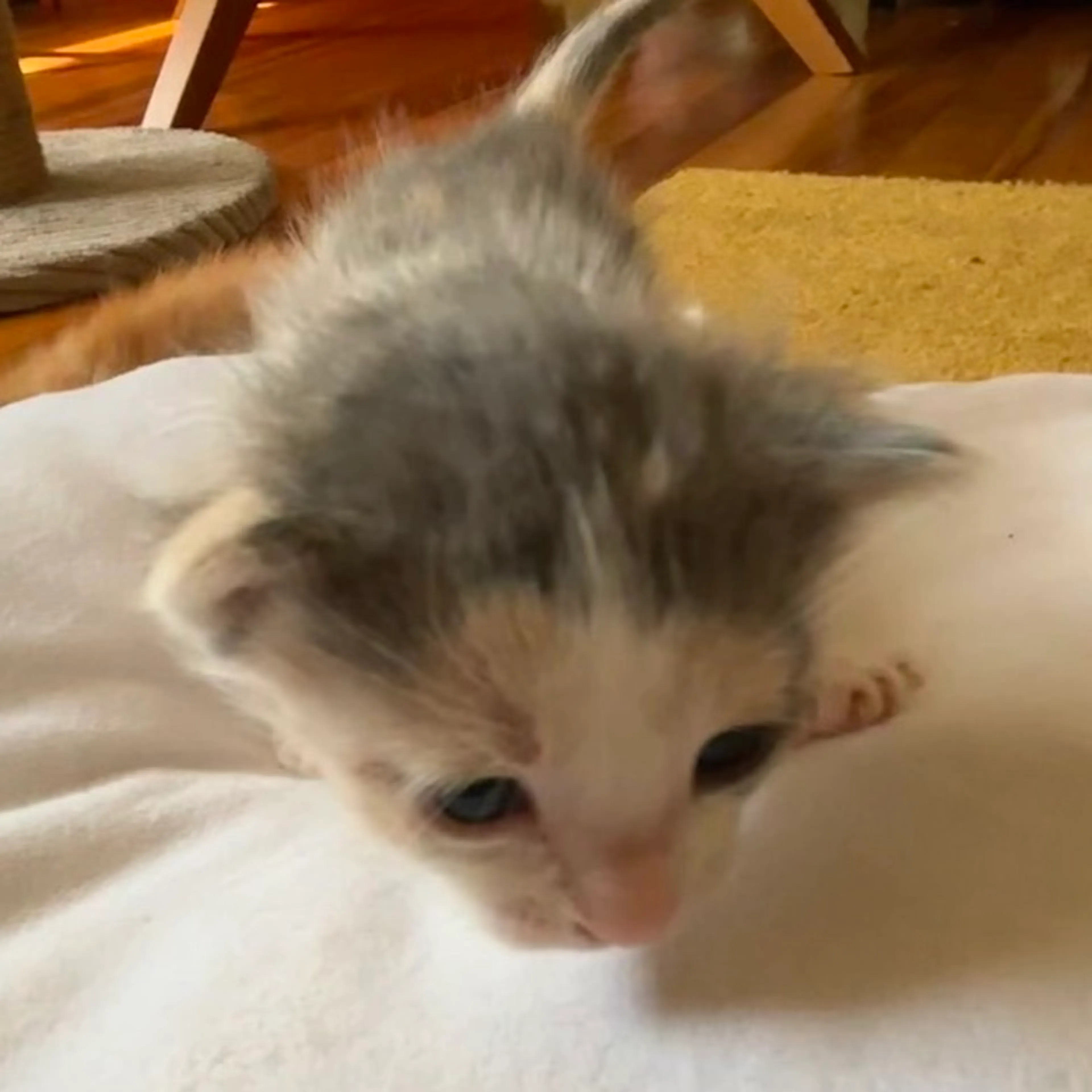 Found pet-1