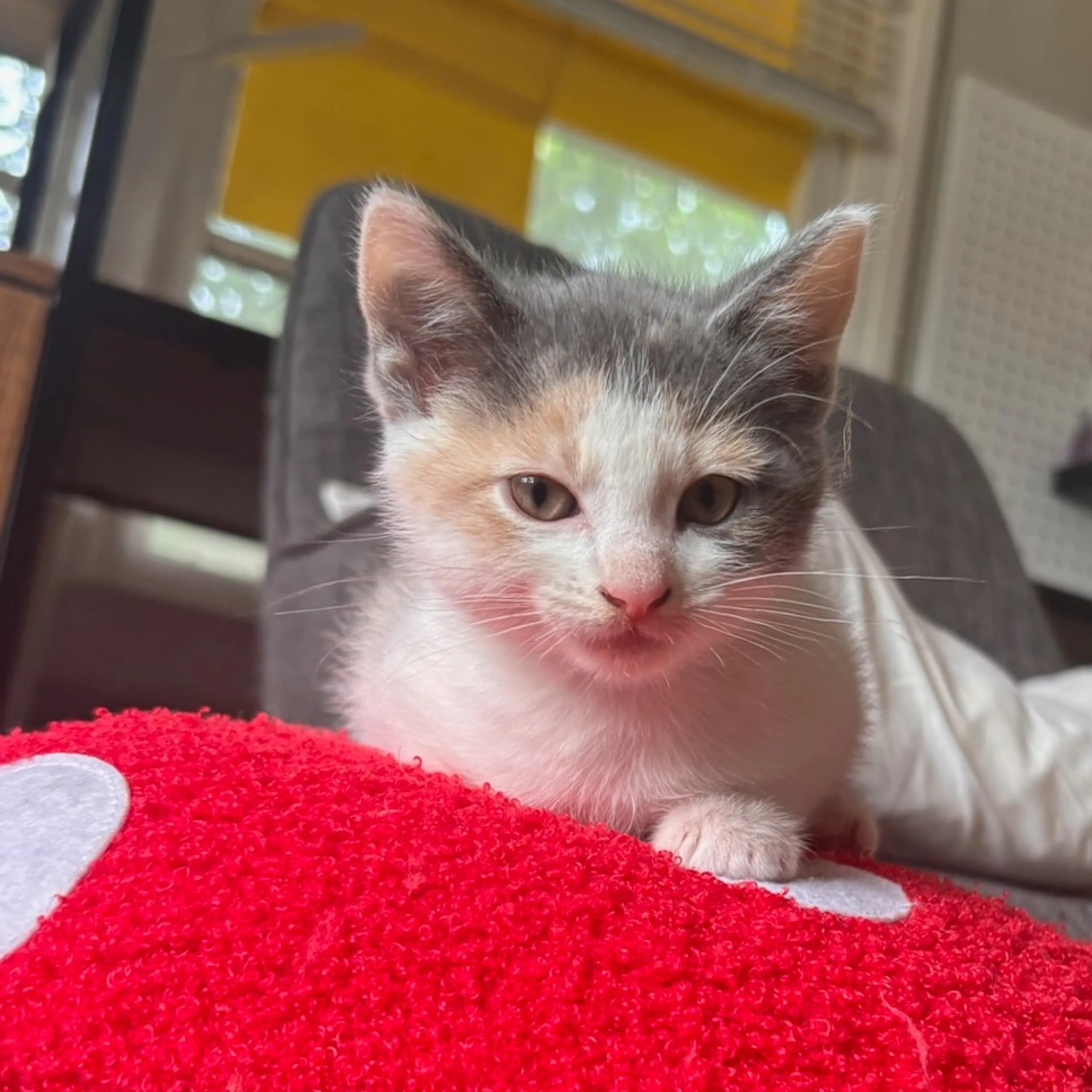Found pet-4