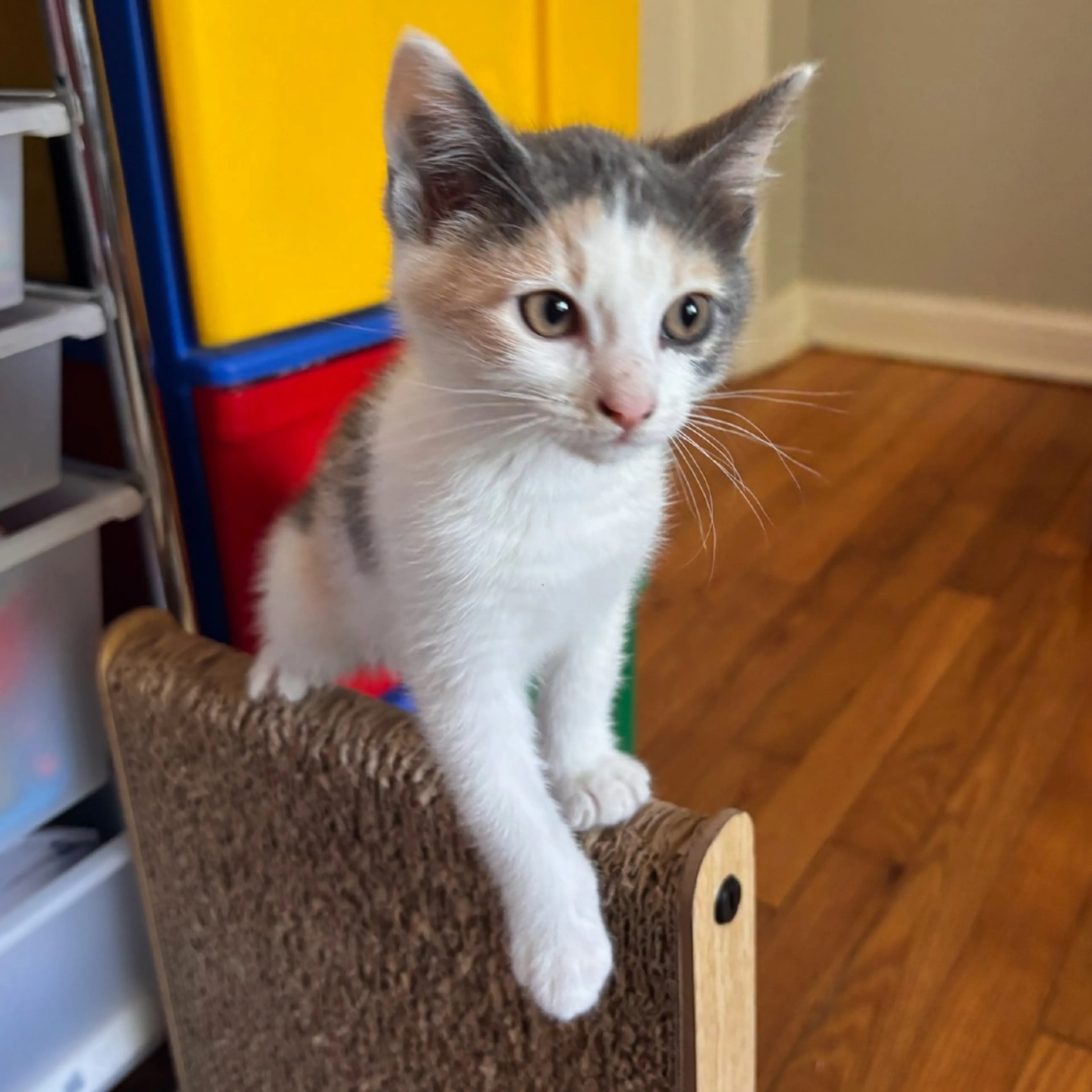 Found pet-3