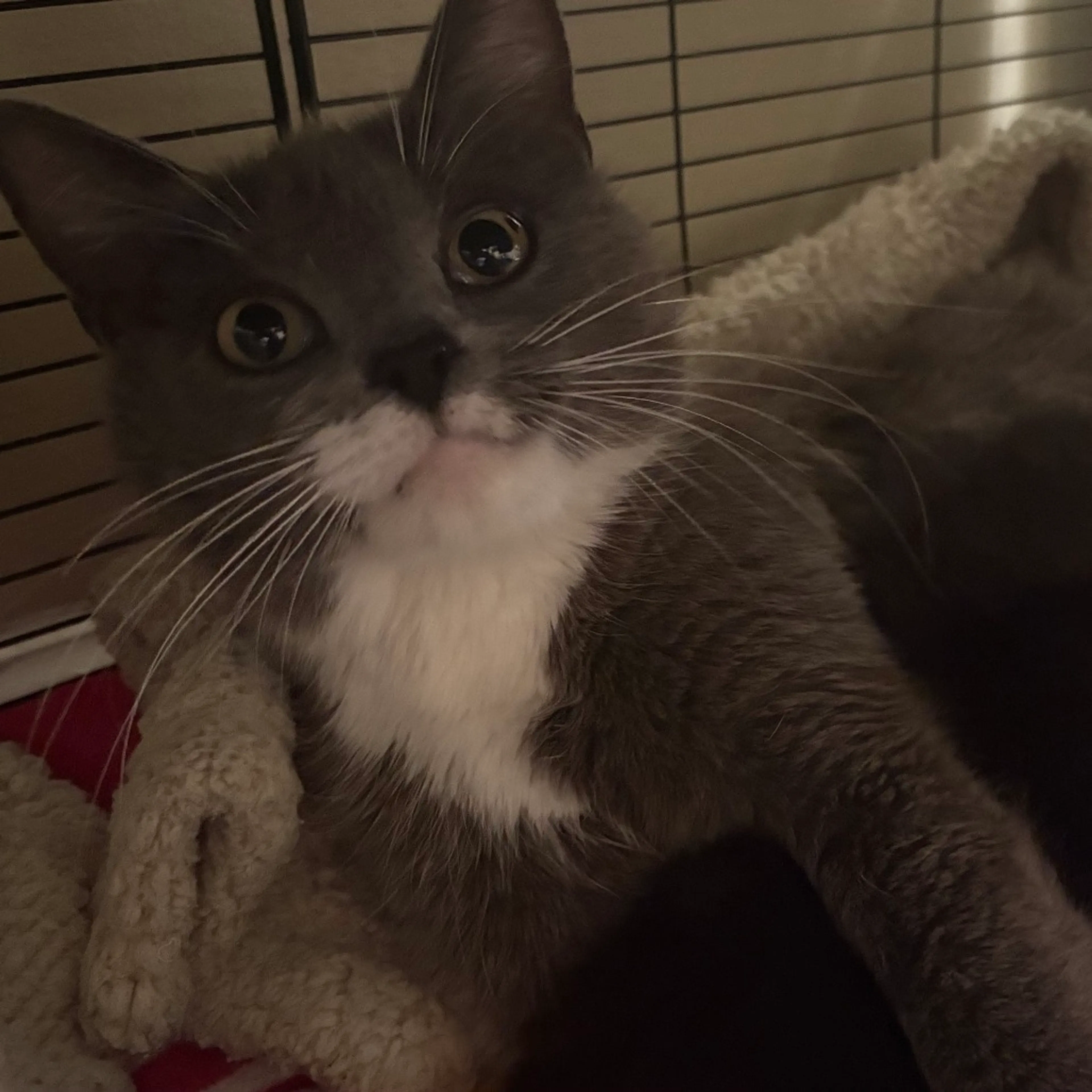 Found pet-0