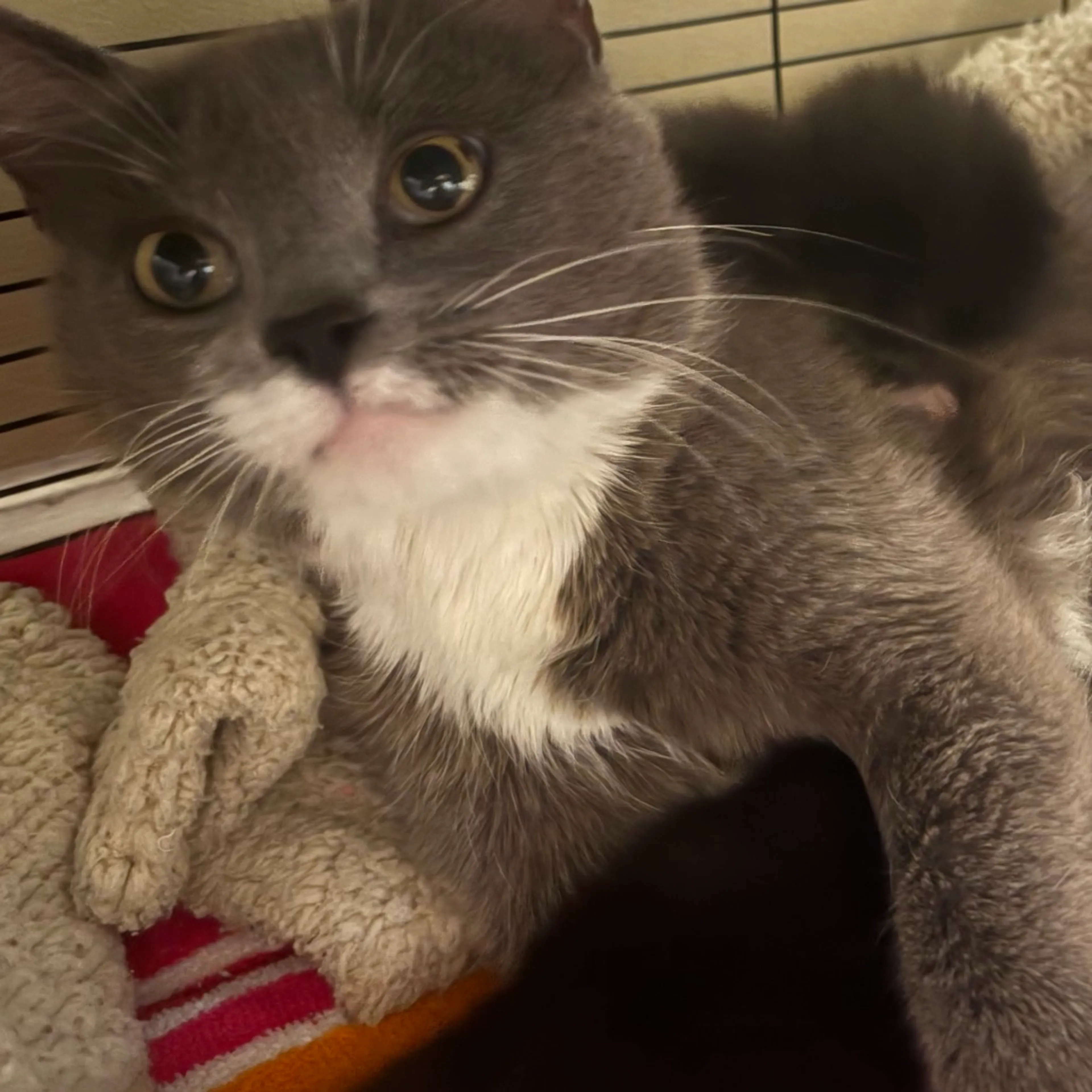 Found pet-1