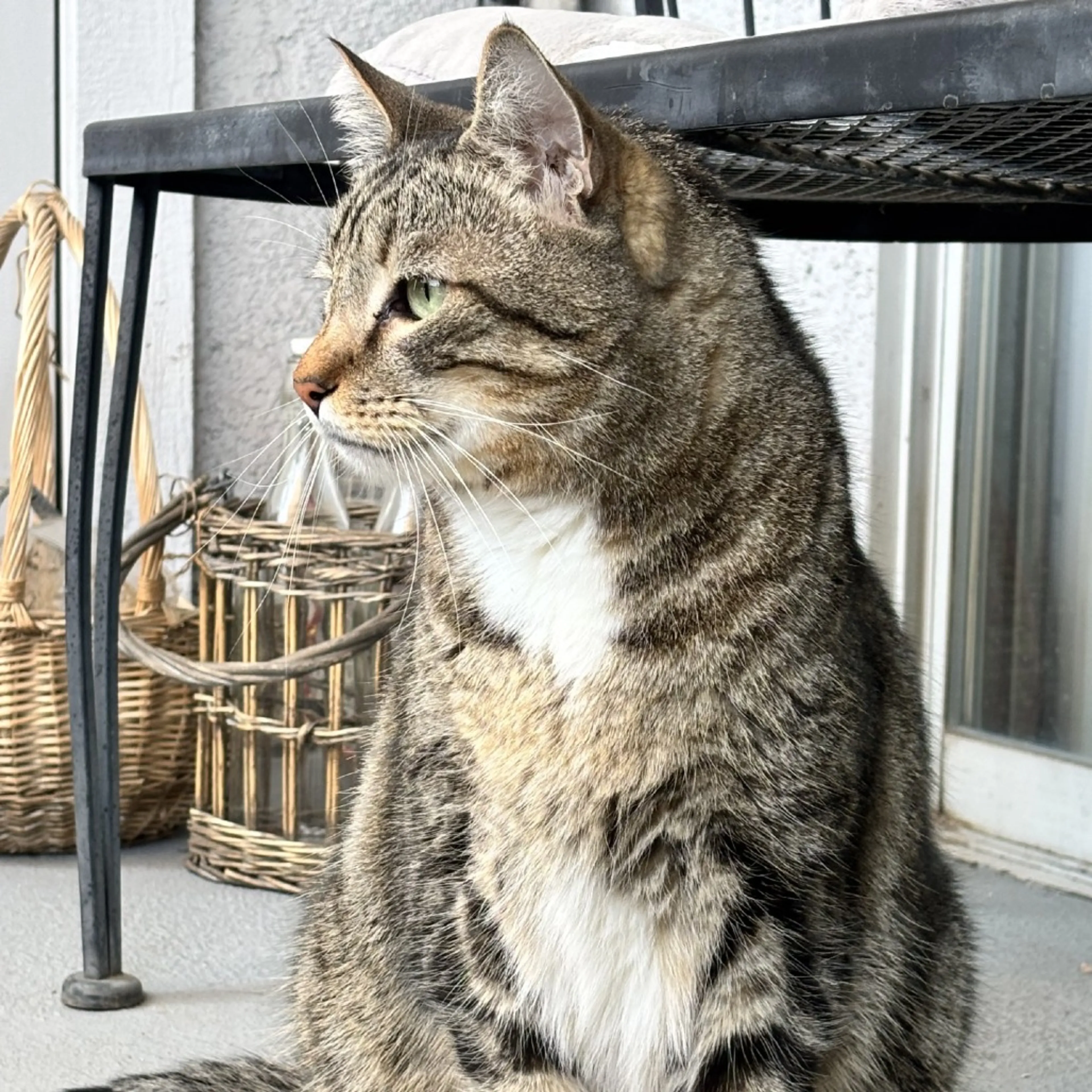 Found pet-8