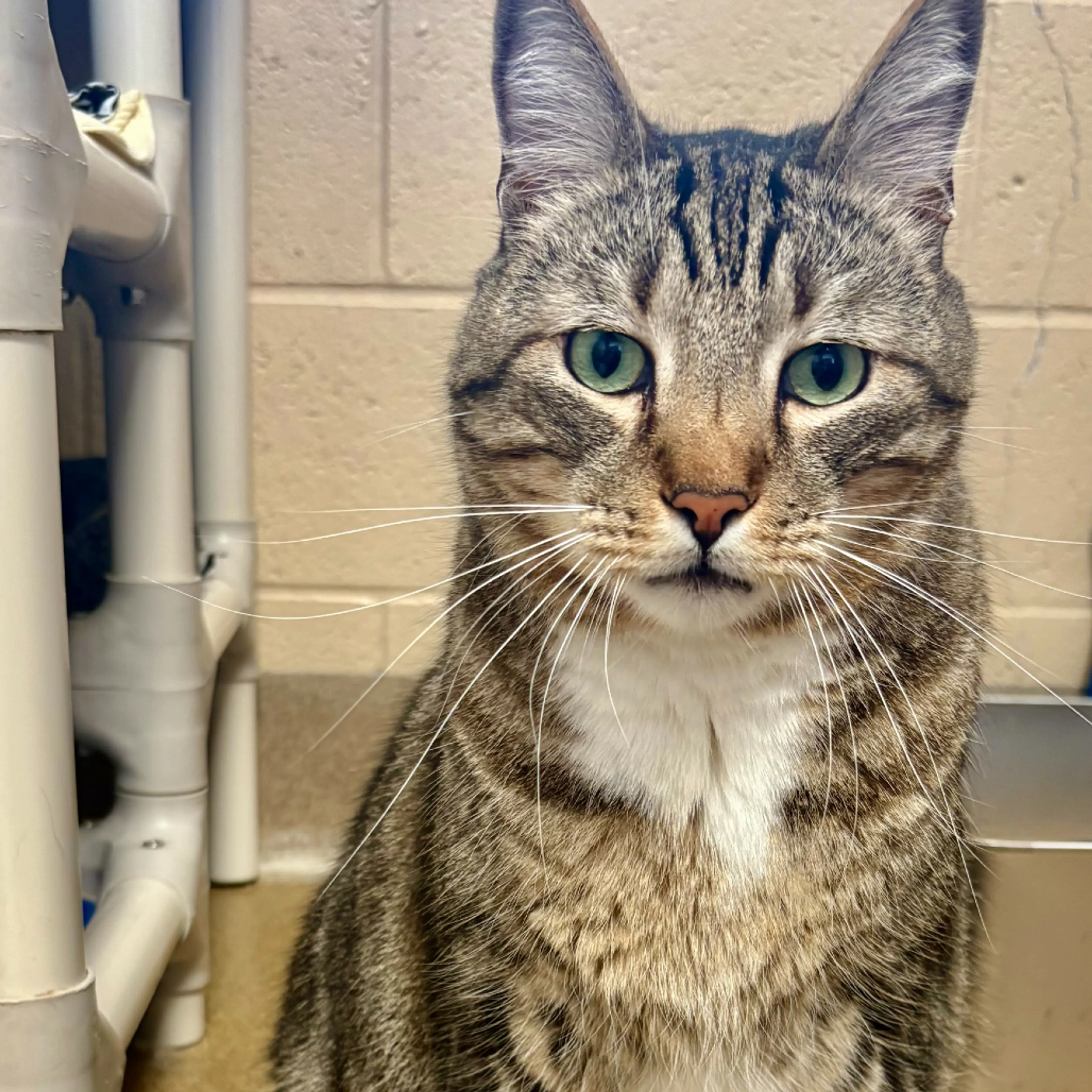 Found pet-5