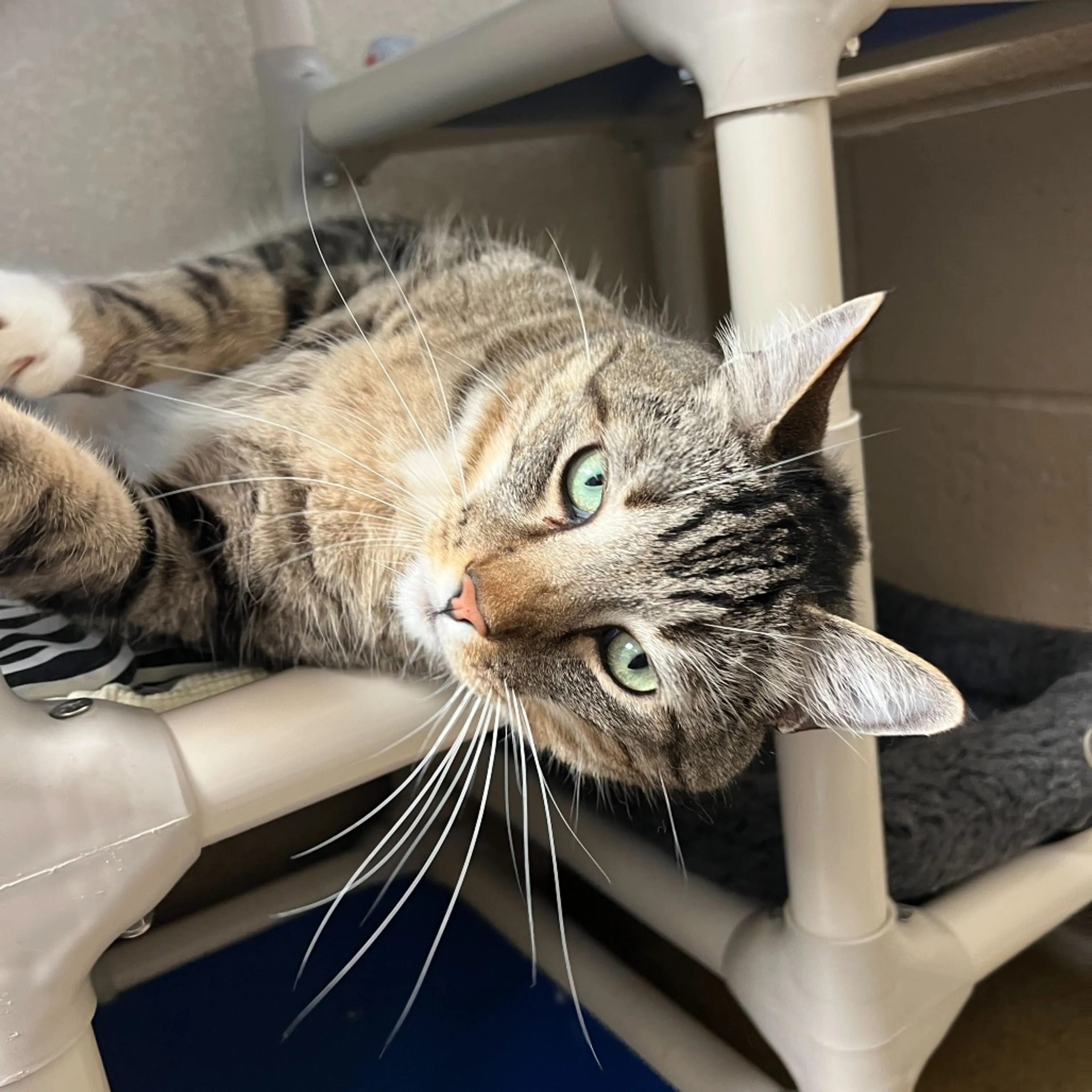 Found pet-4