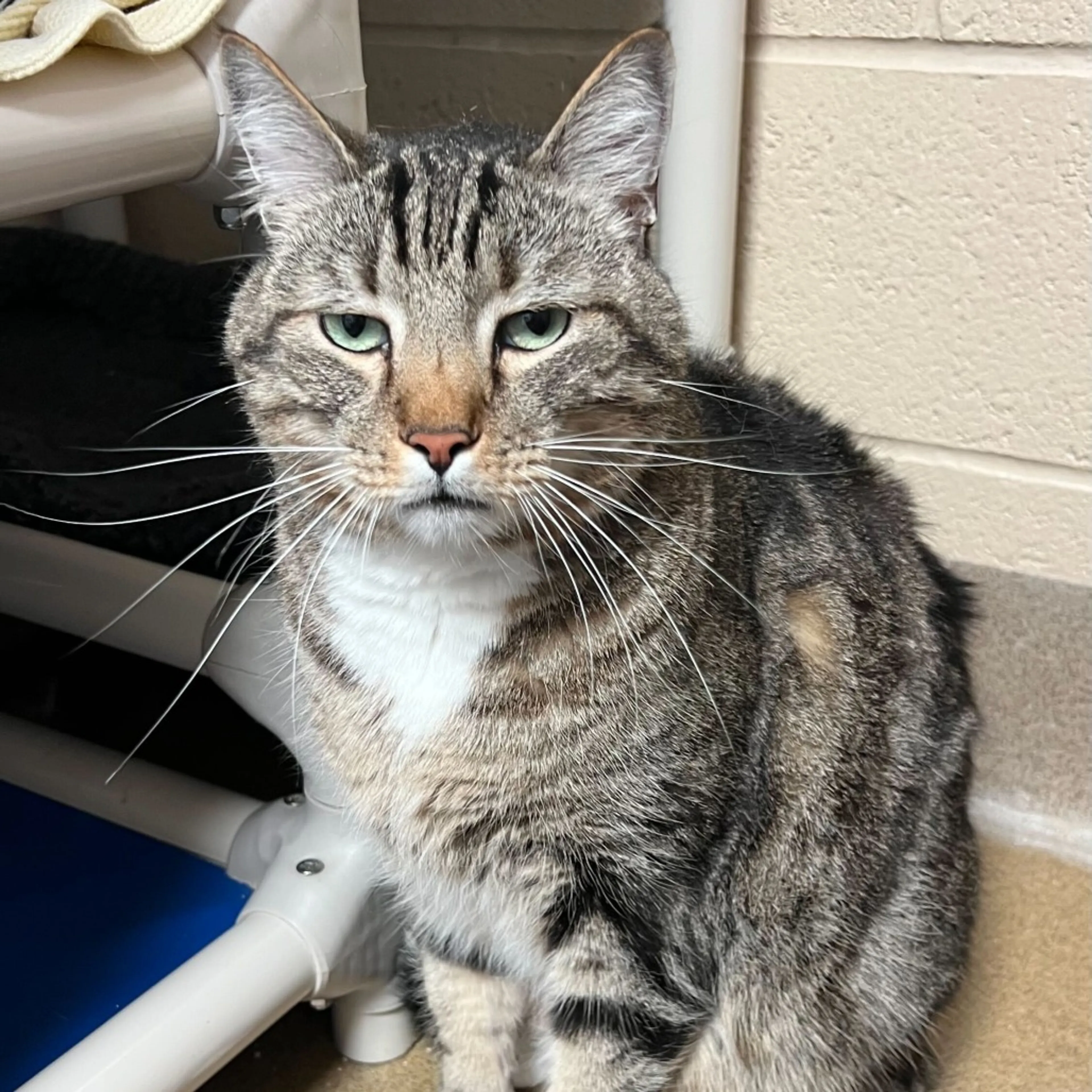 Found pet-3
