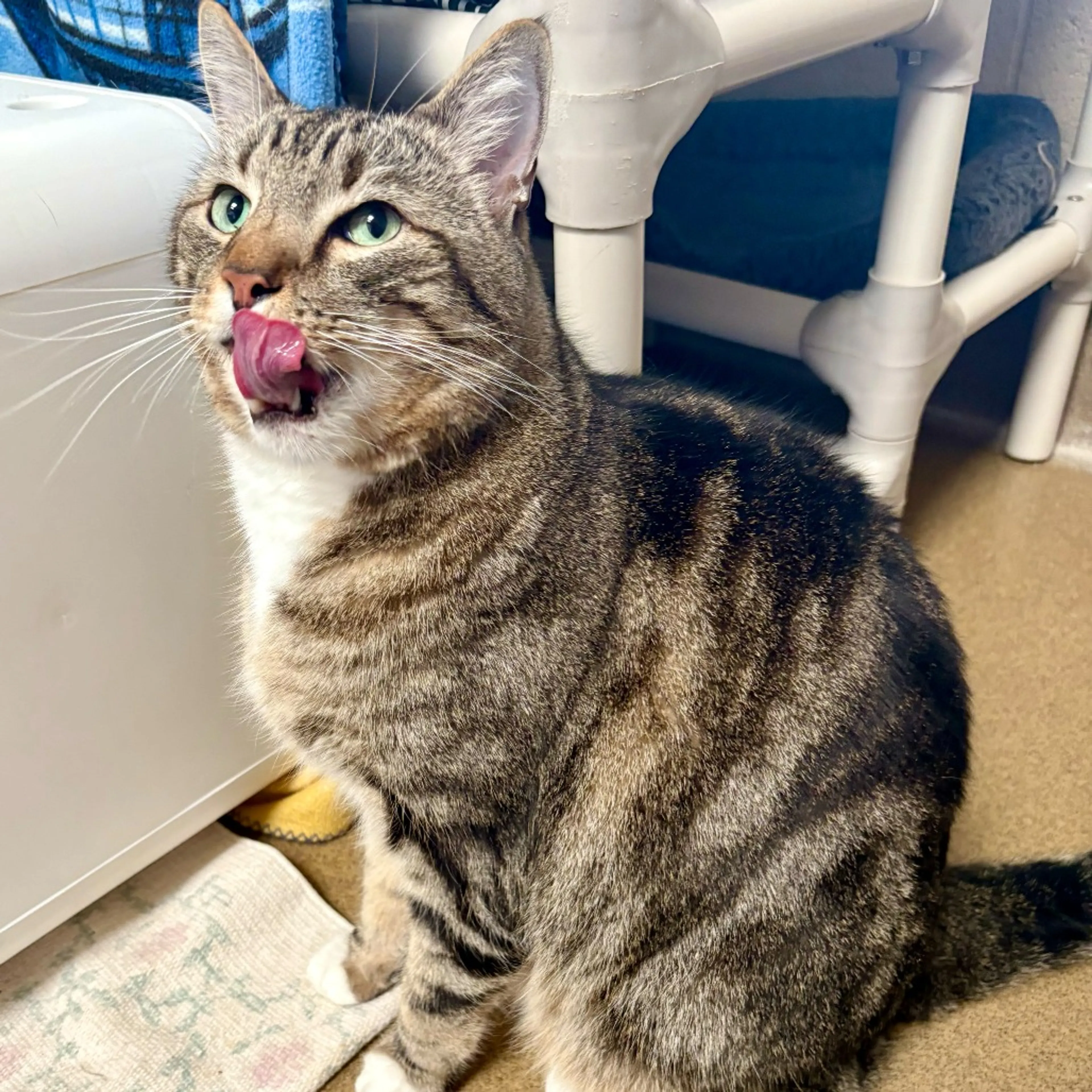 Found pet-3