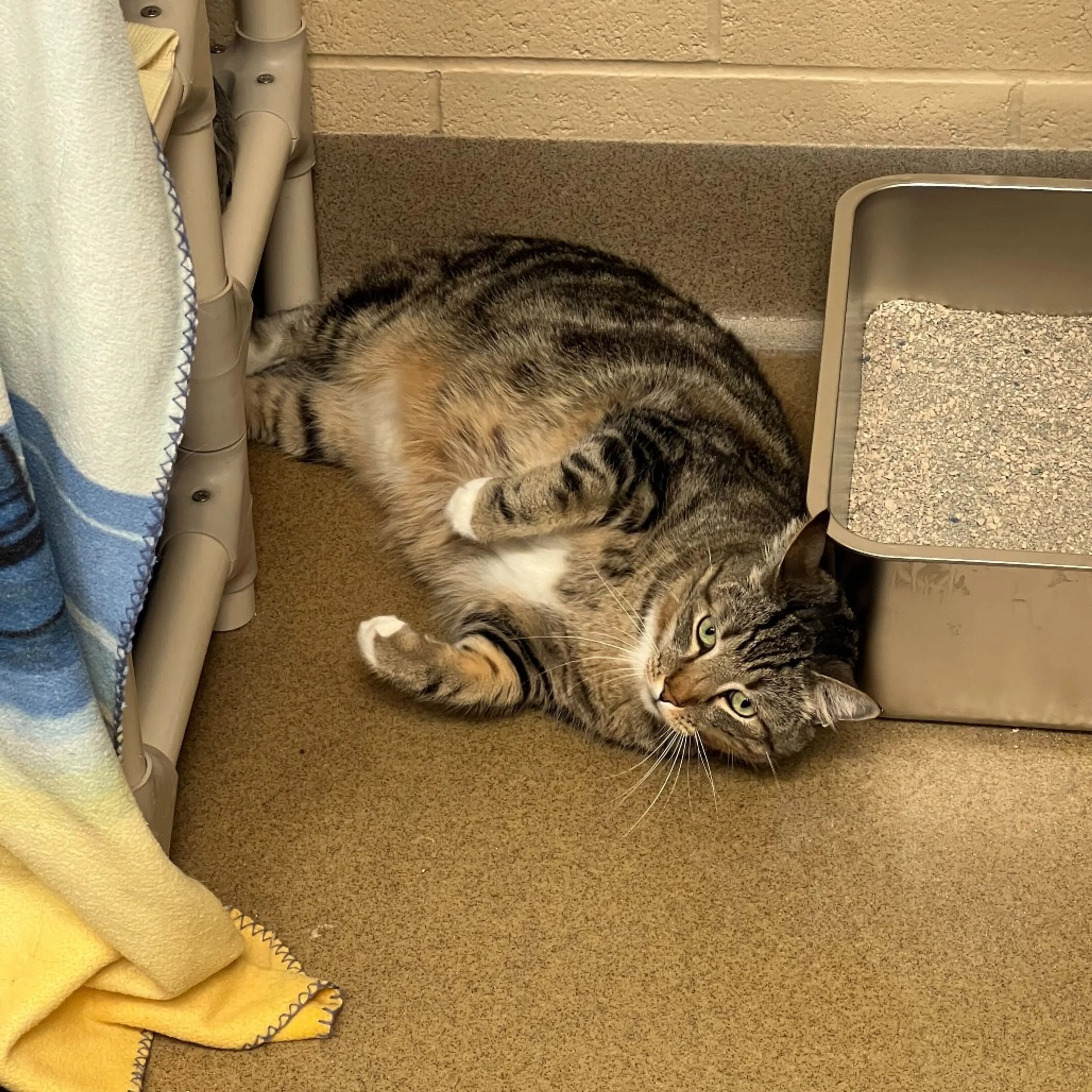 Found pet-7