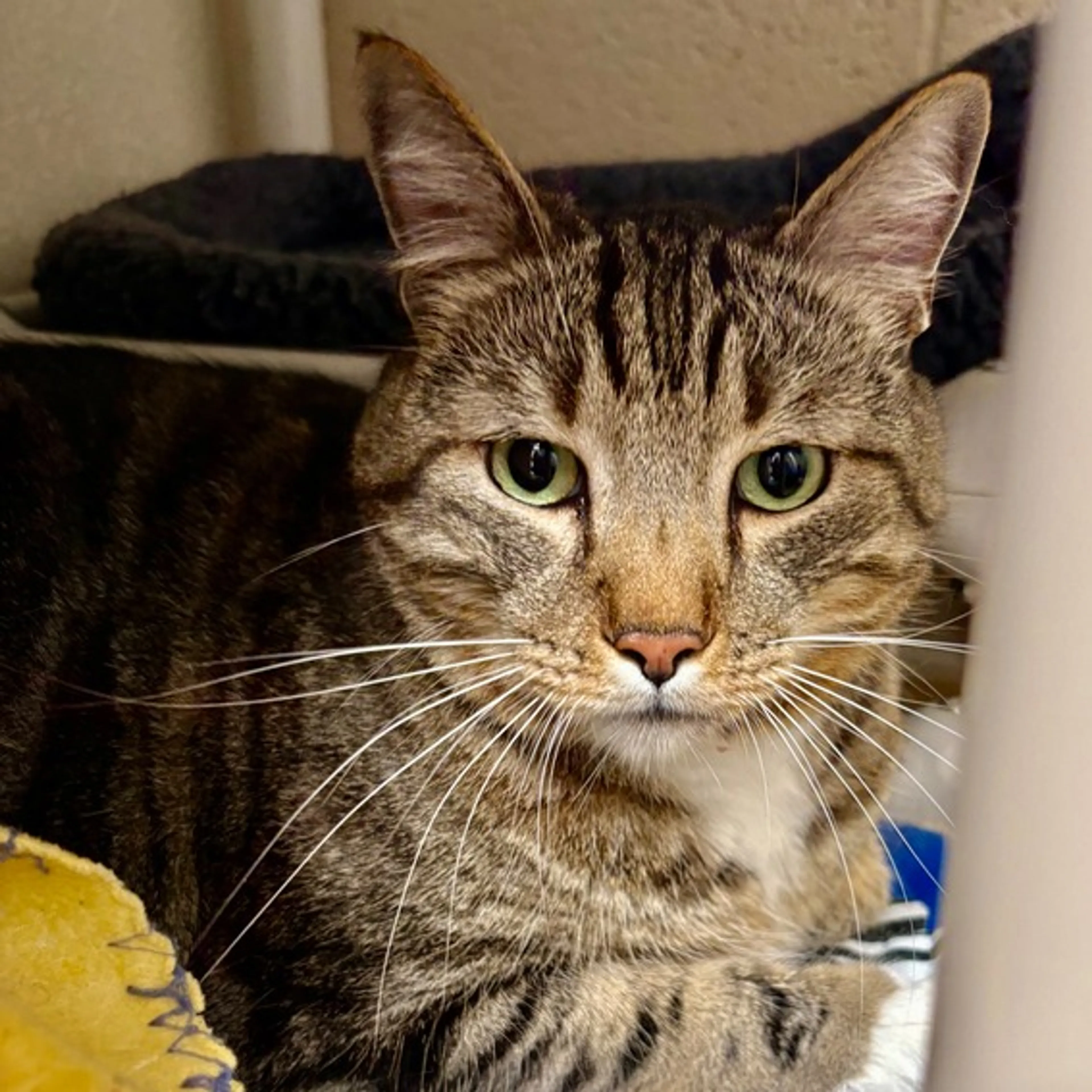 Found pet-1