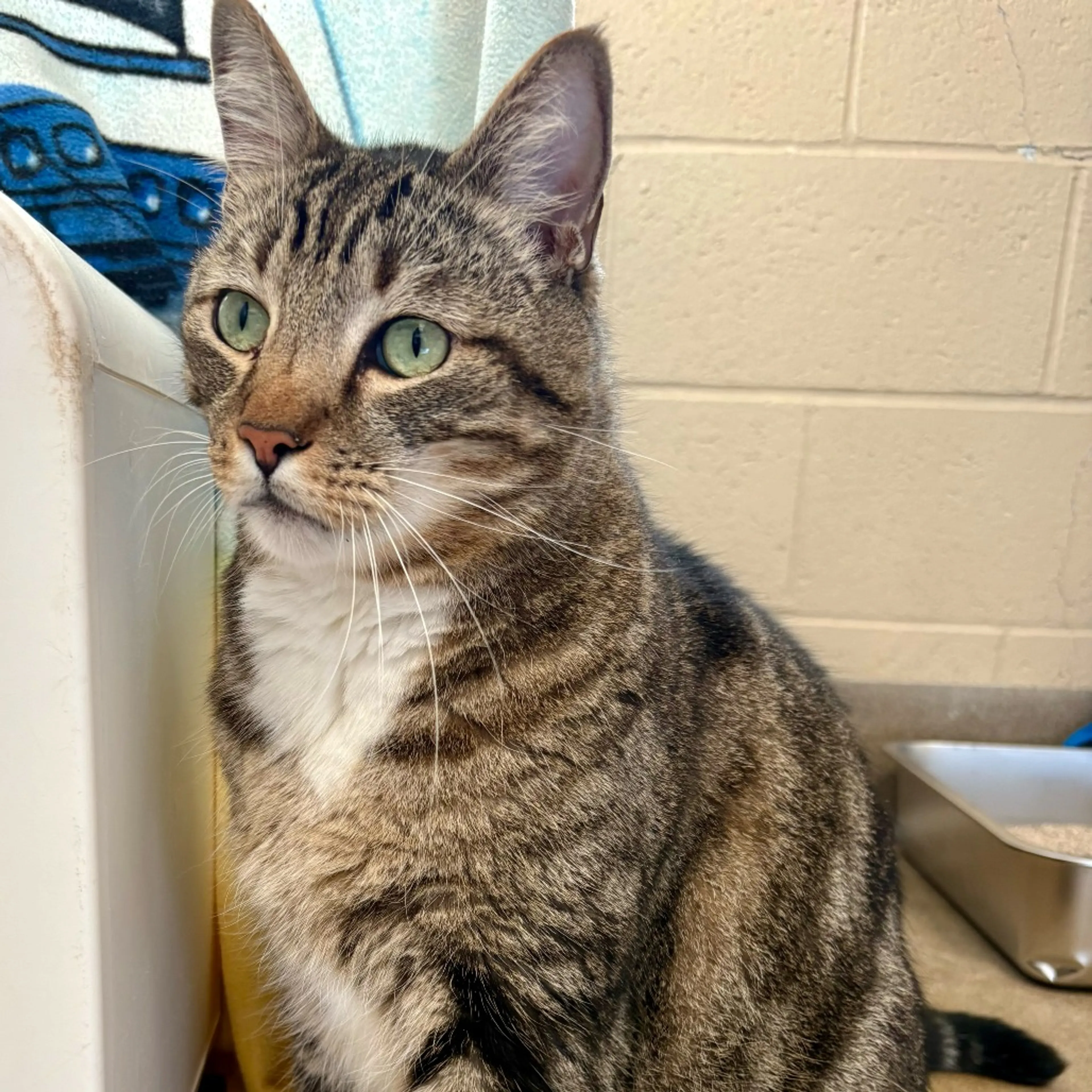 Found pet-6
