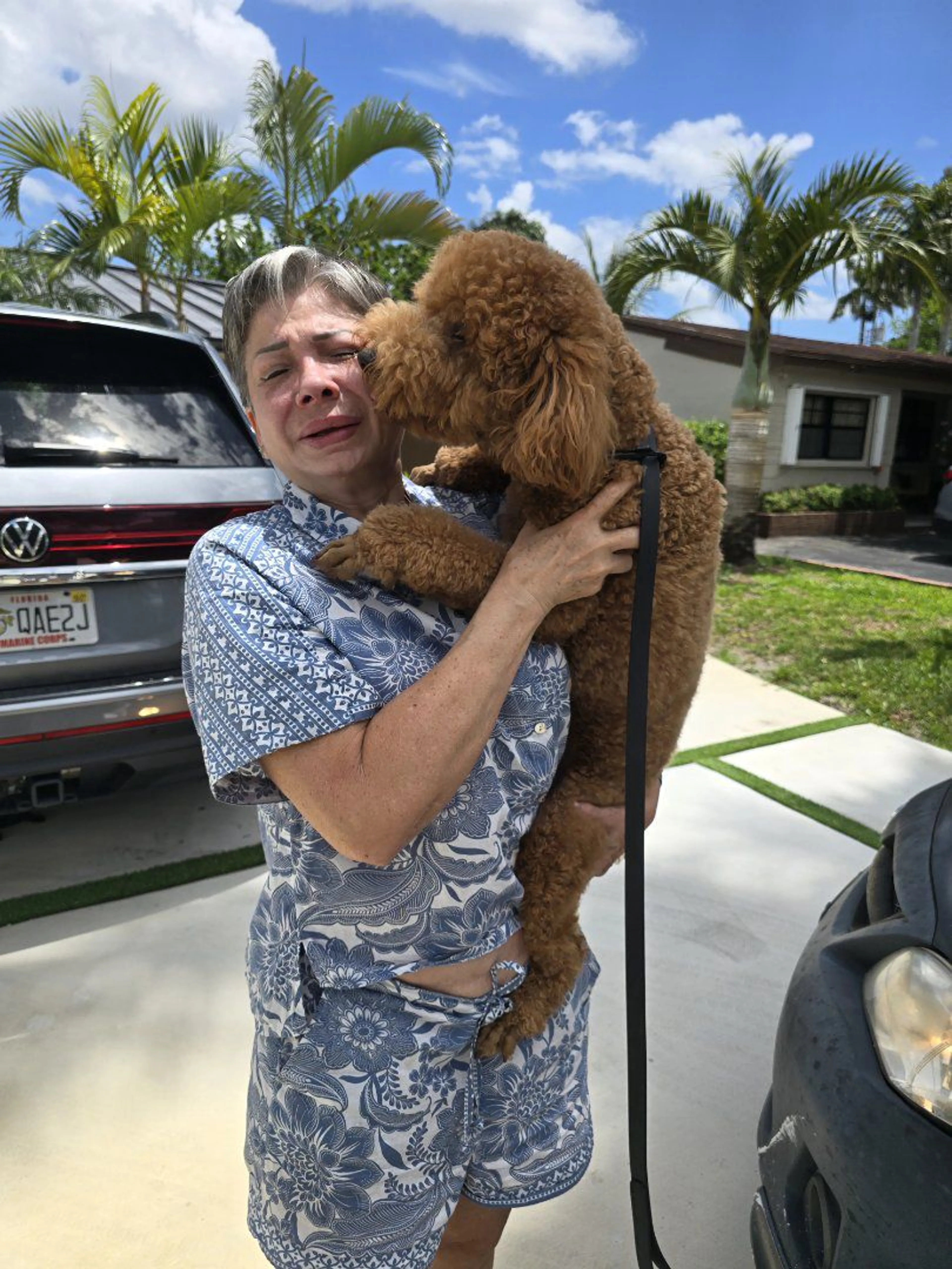 Lost pet-1