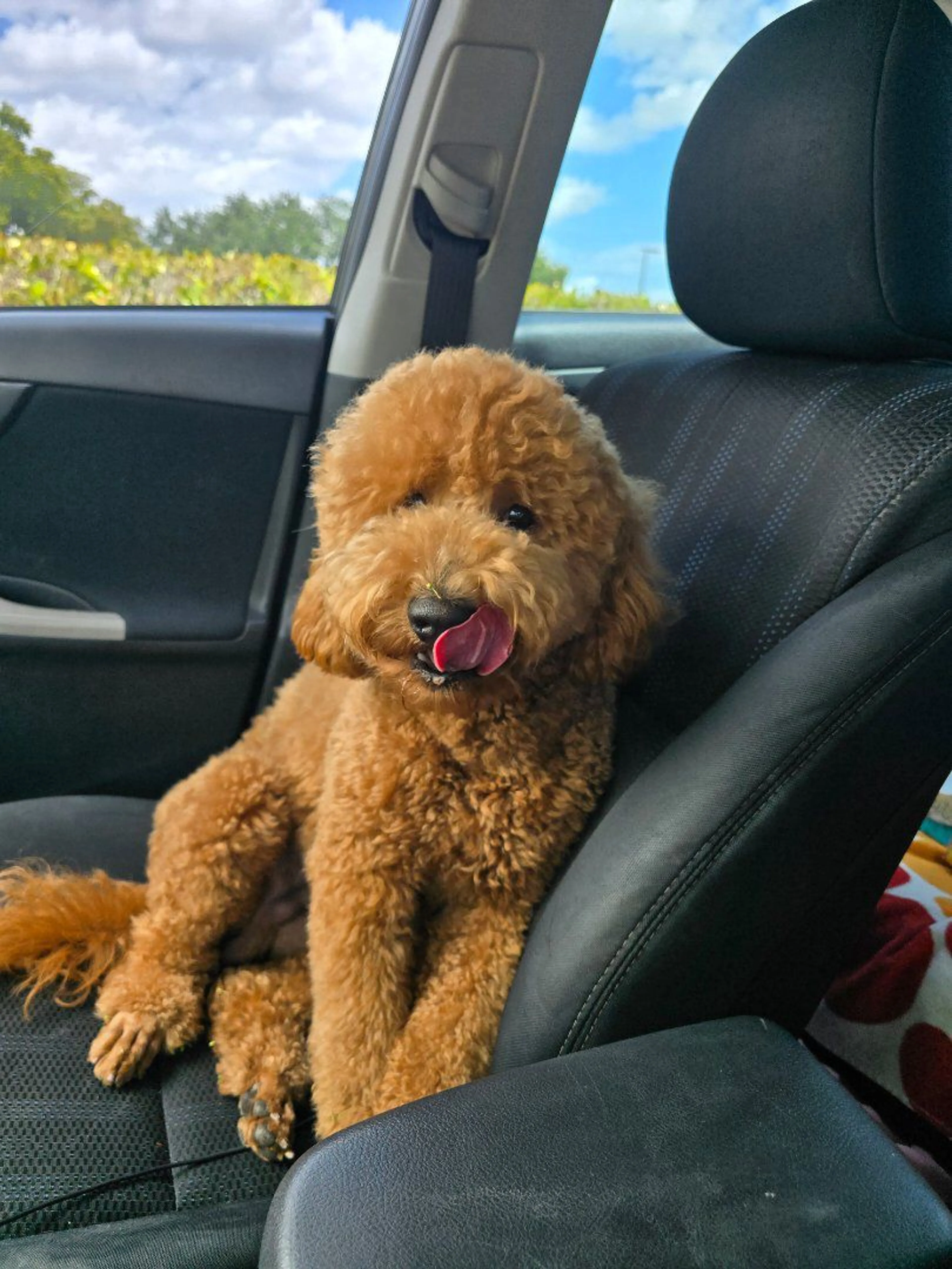 Lost pet-0