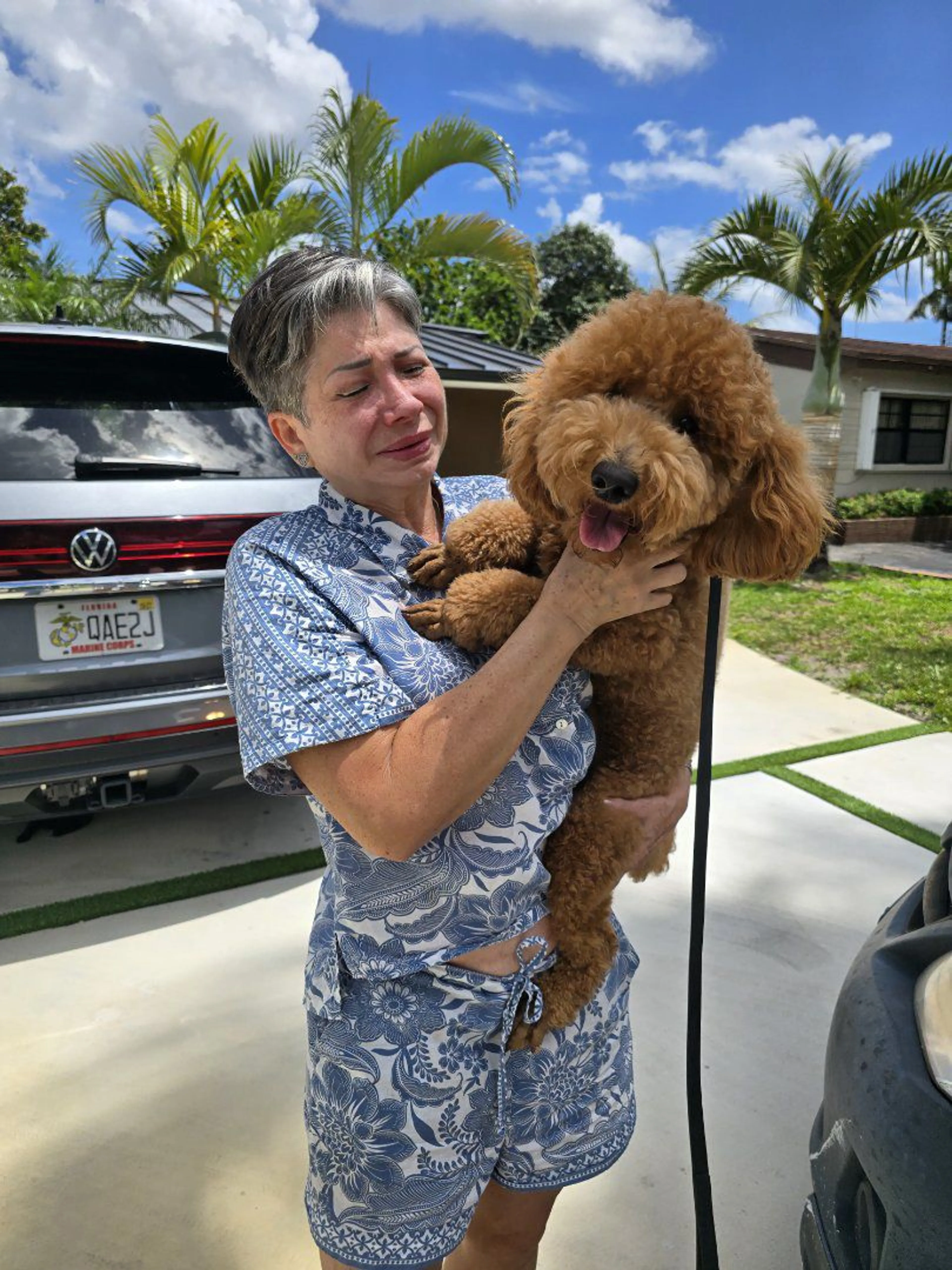 Lost pet-3
