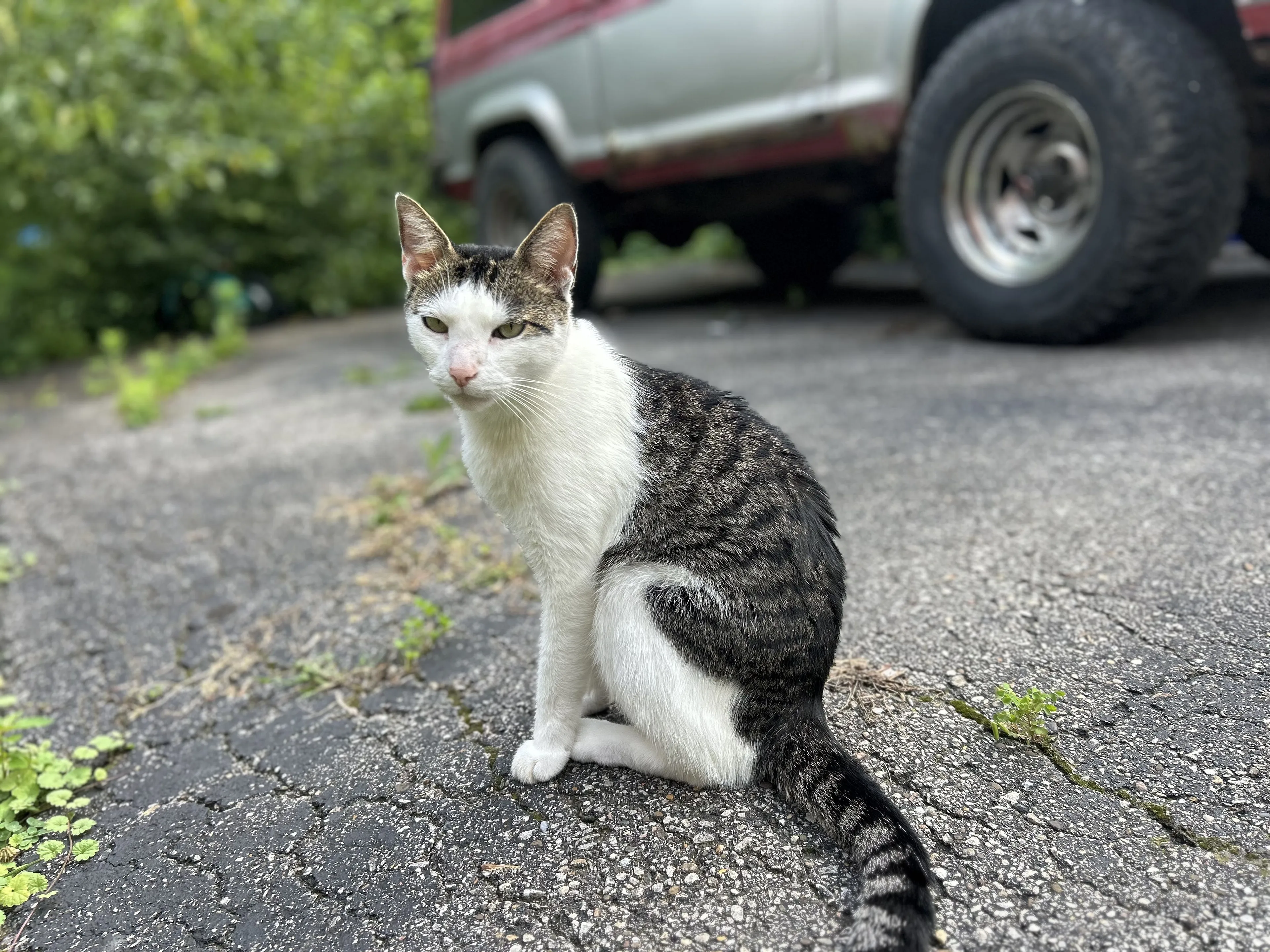 Lost pet