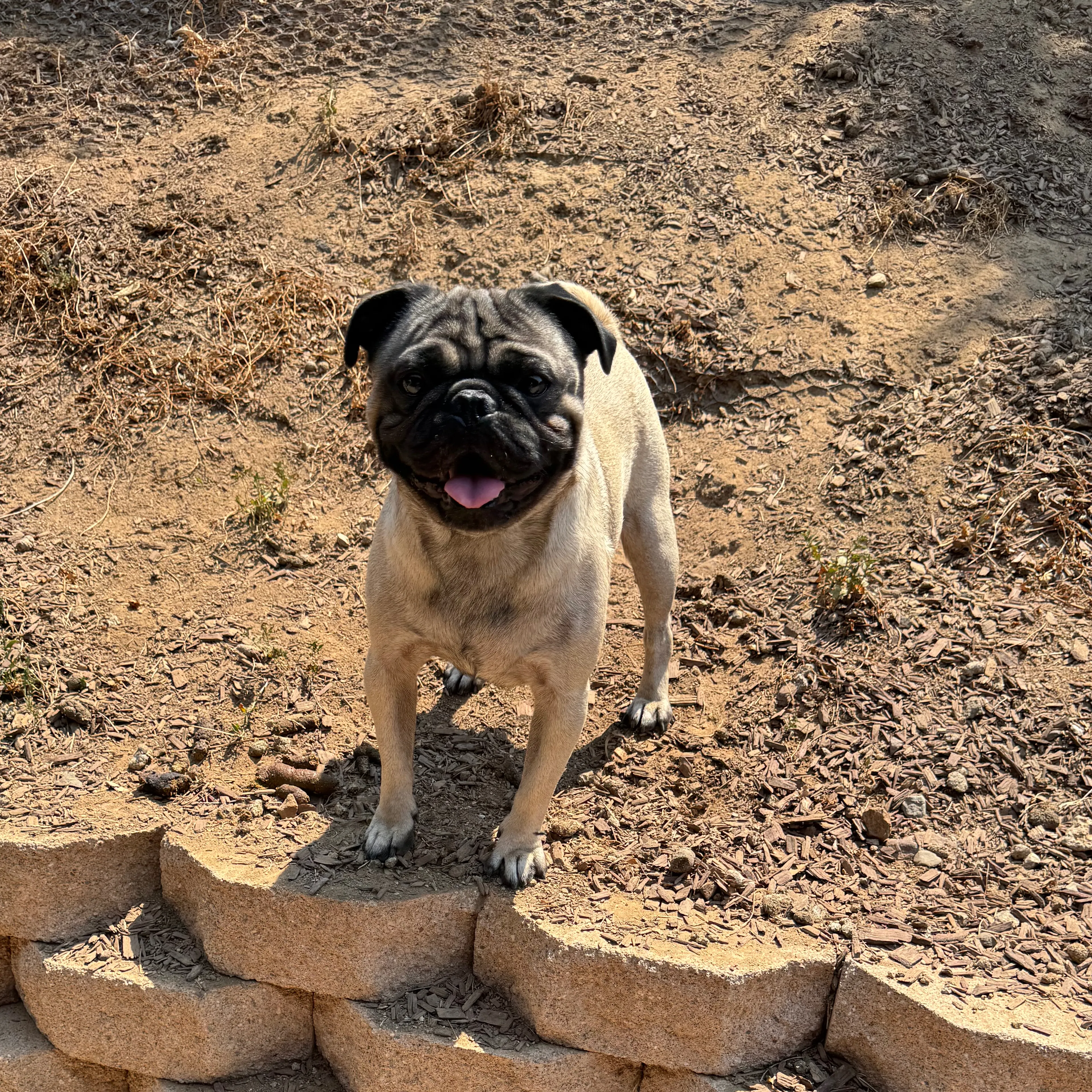 Lost pet-0