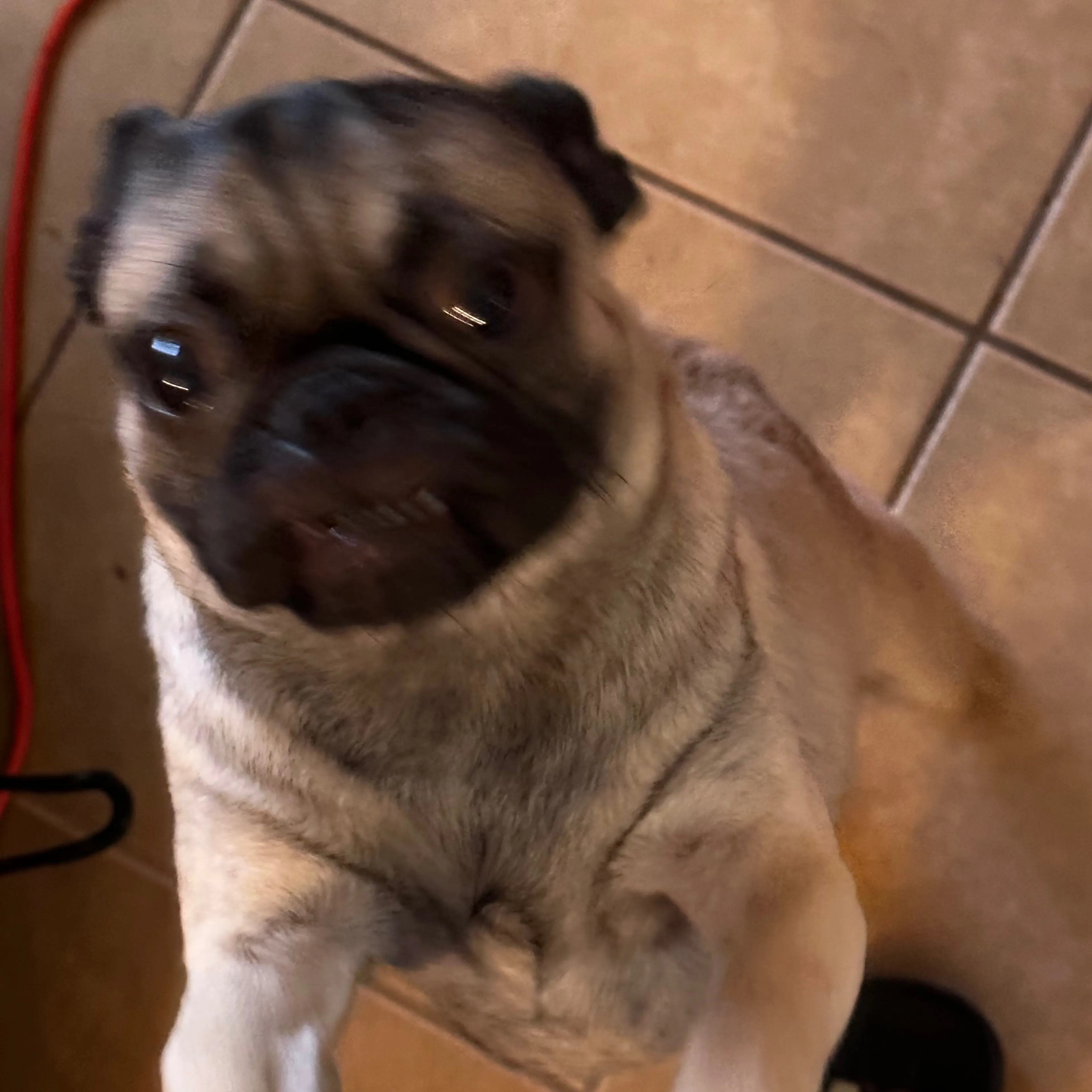 Lost pet-1