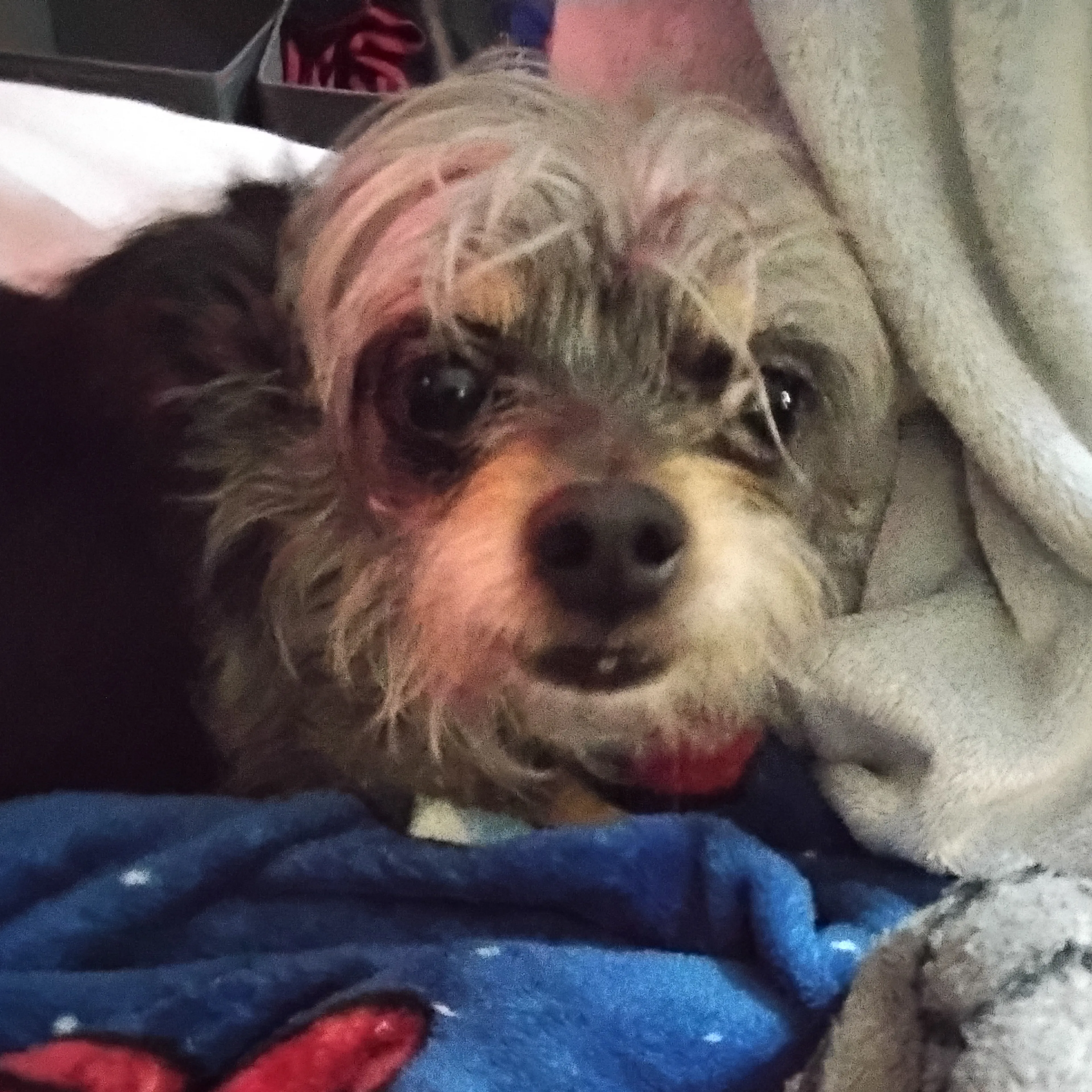 Lost pet-2