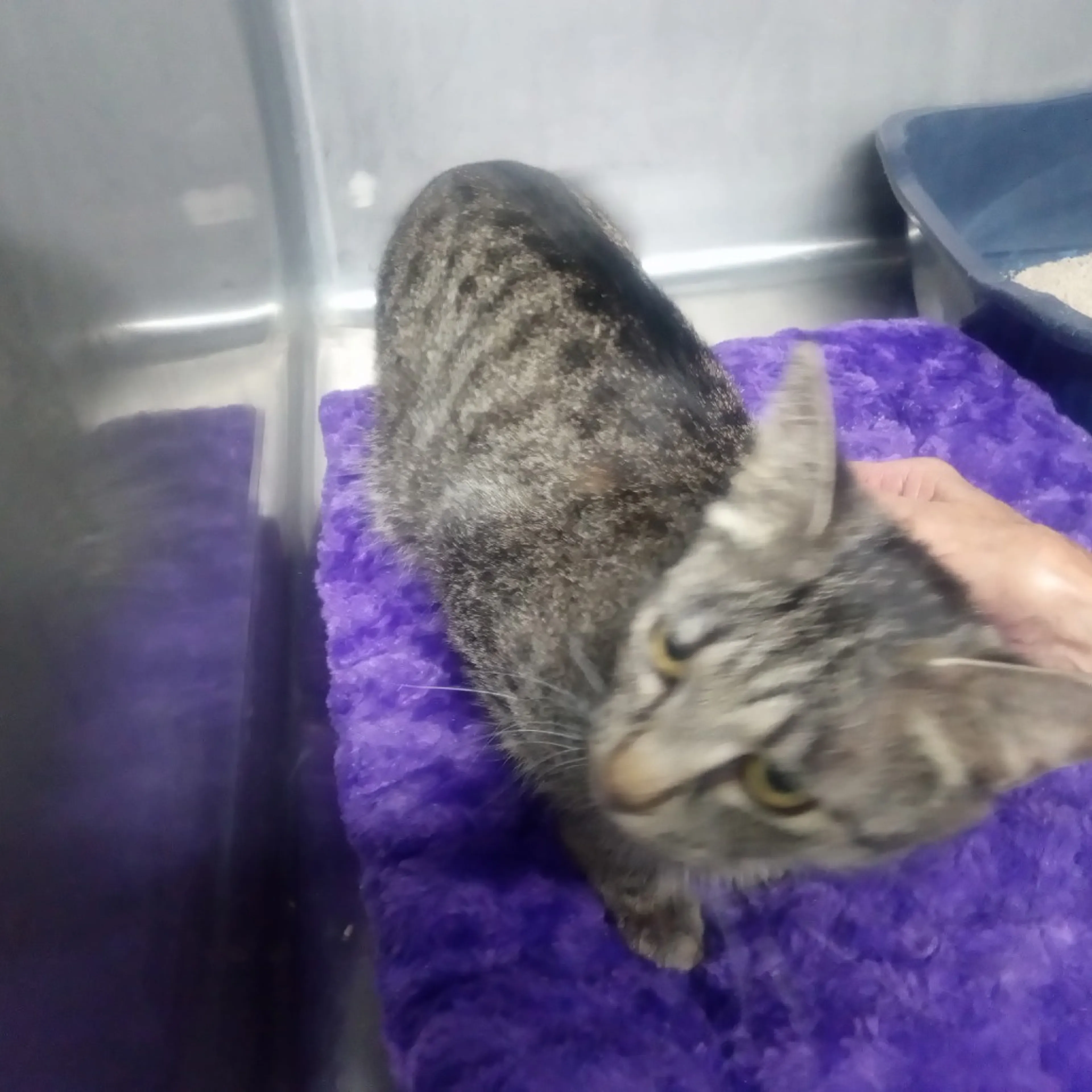 Found pet