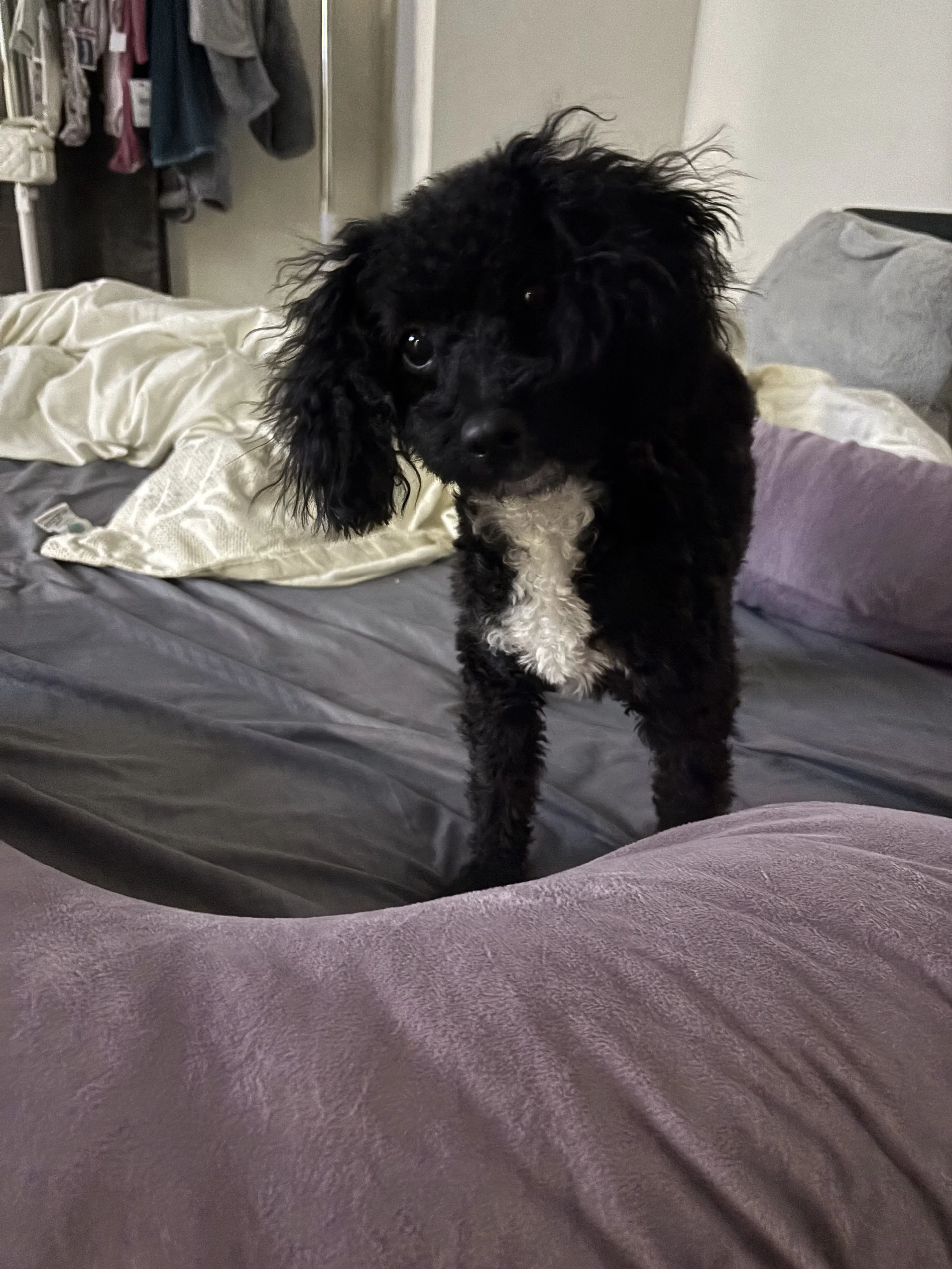 Lost pet