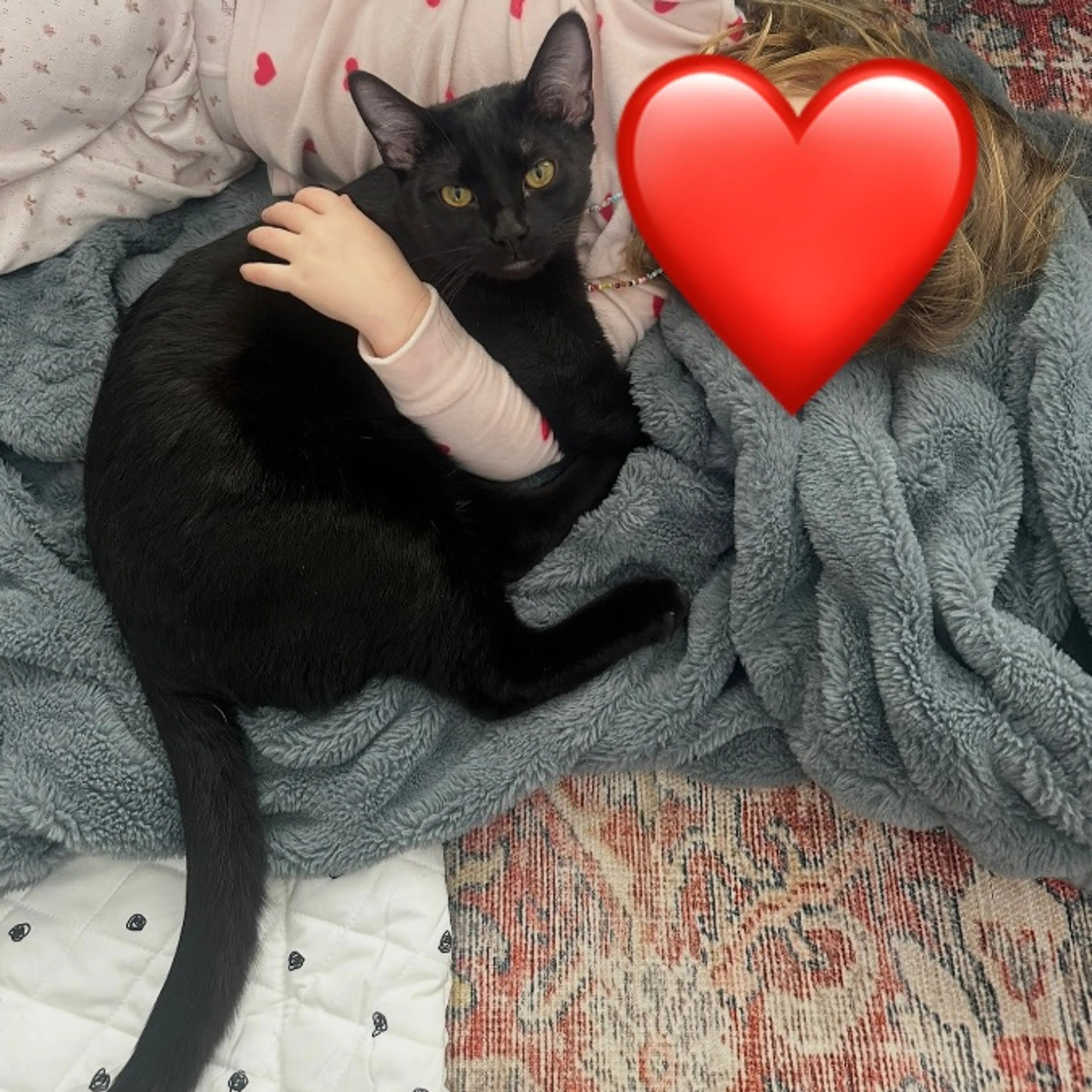Lost pet