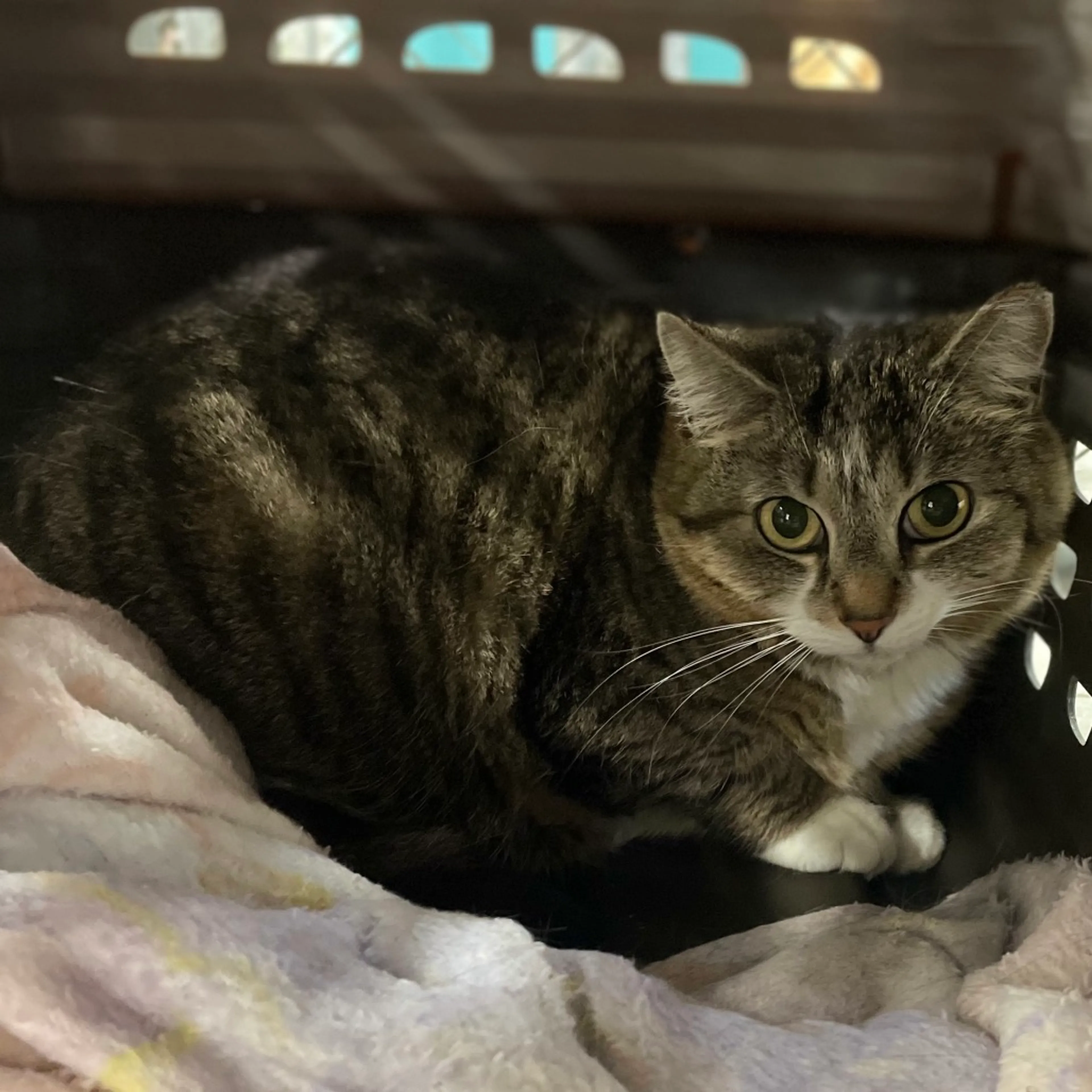 Found pet-1