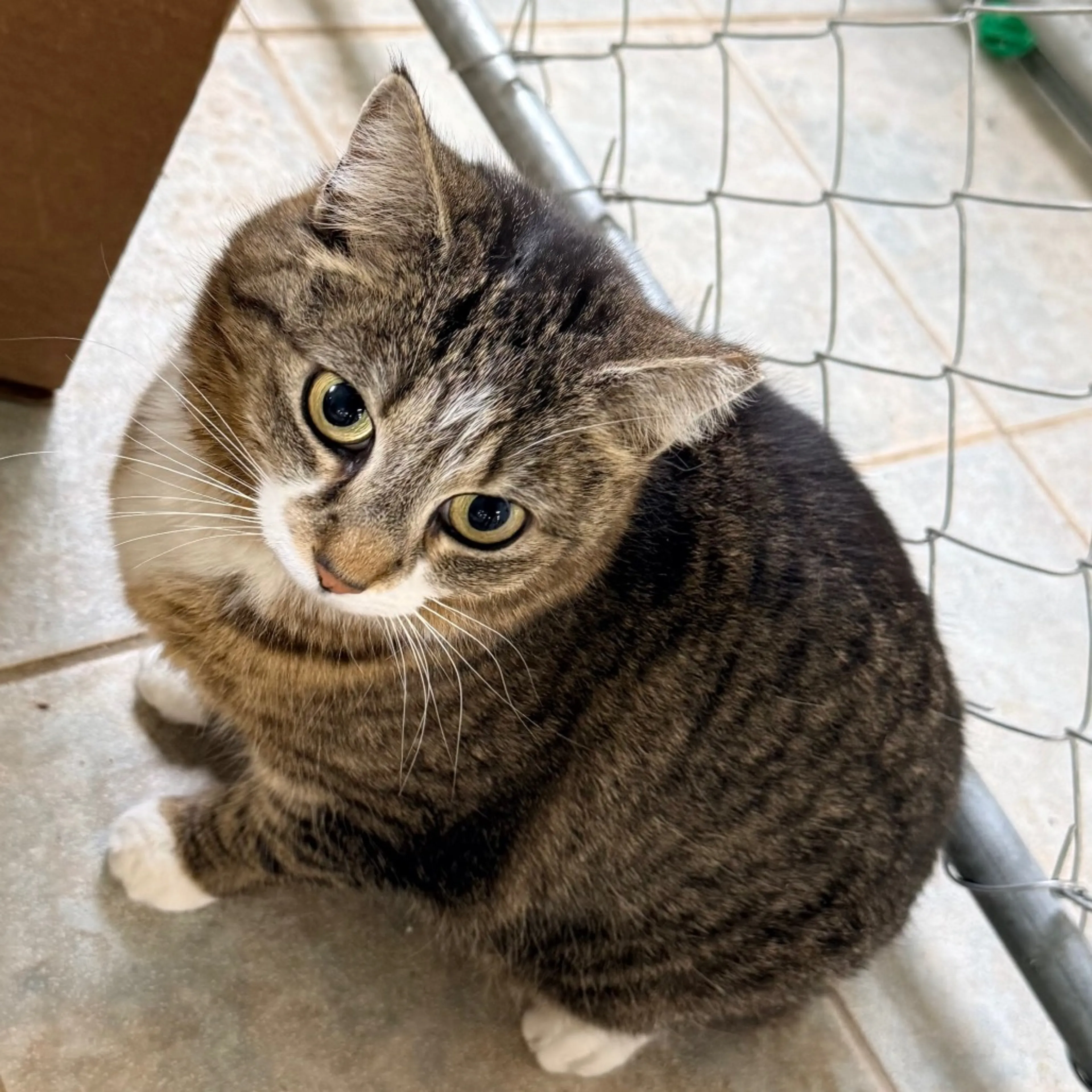Found pet-0