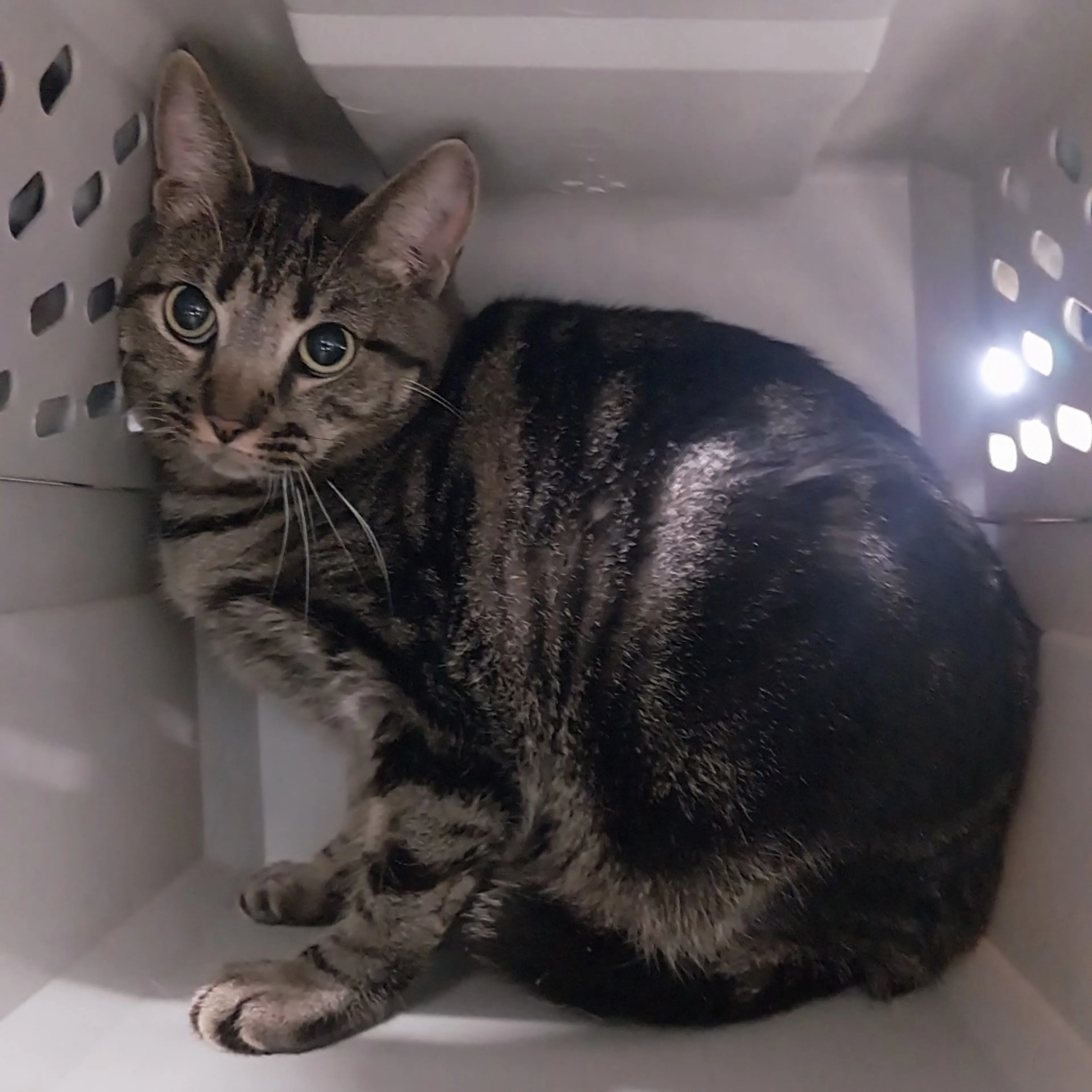 Found pet-2