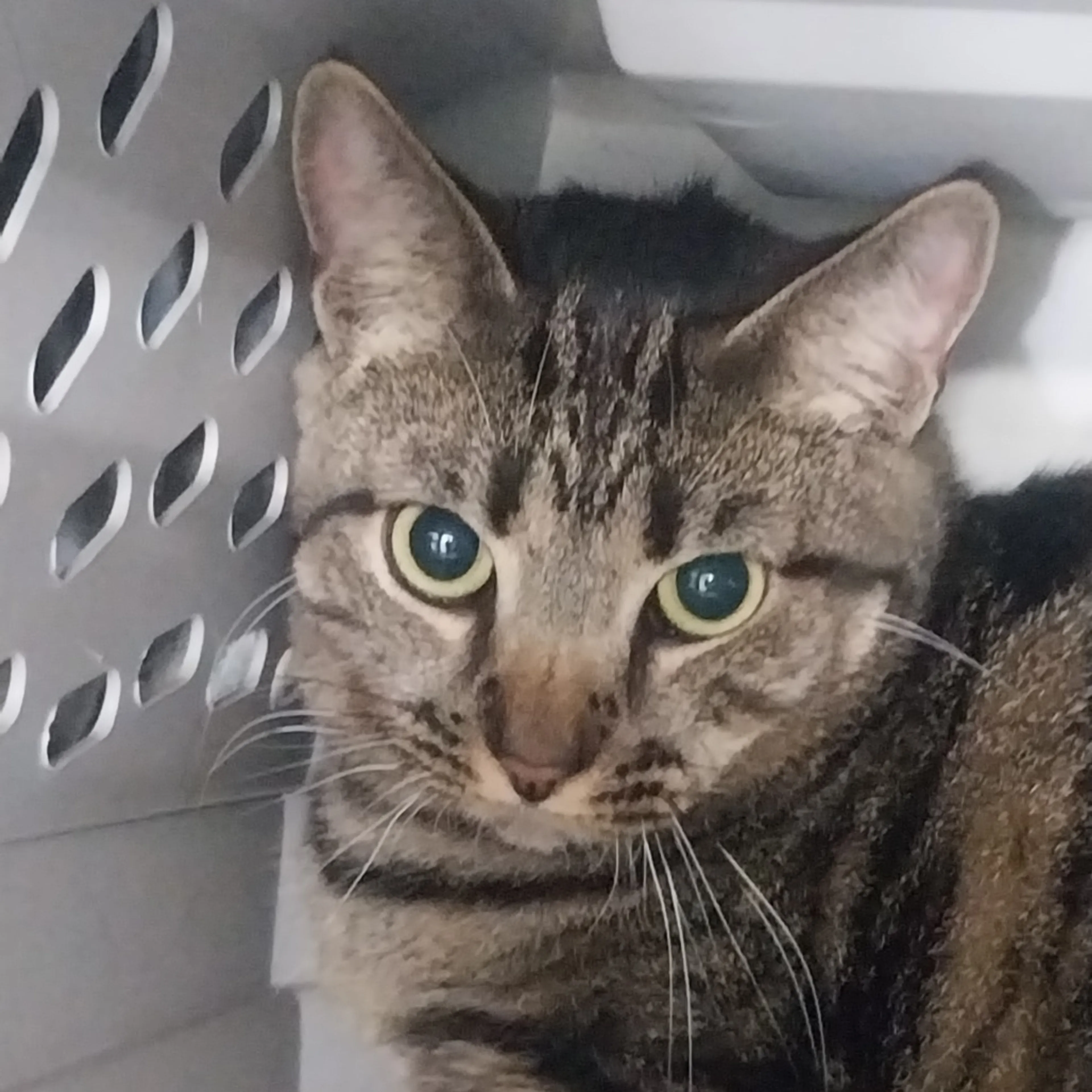 Found pet-3