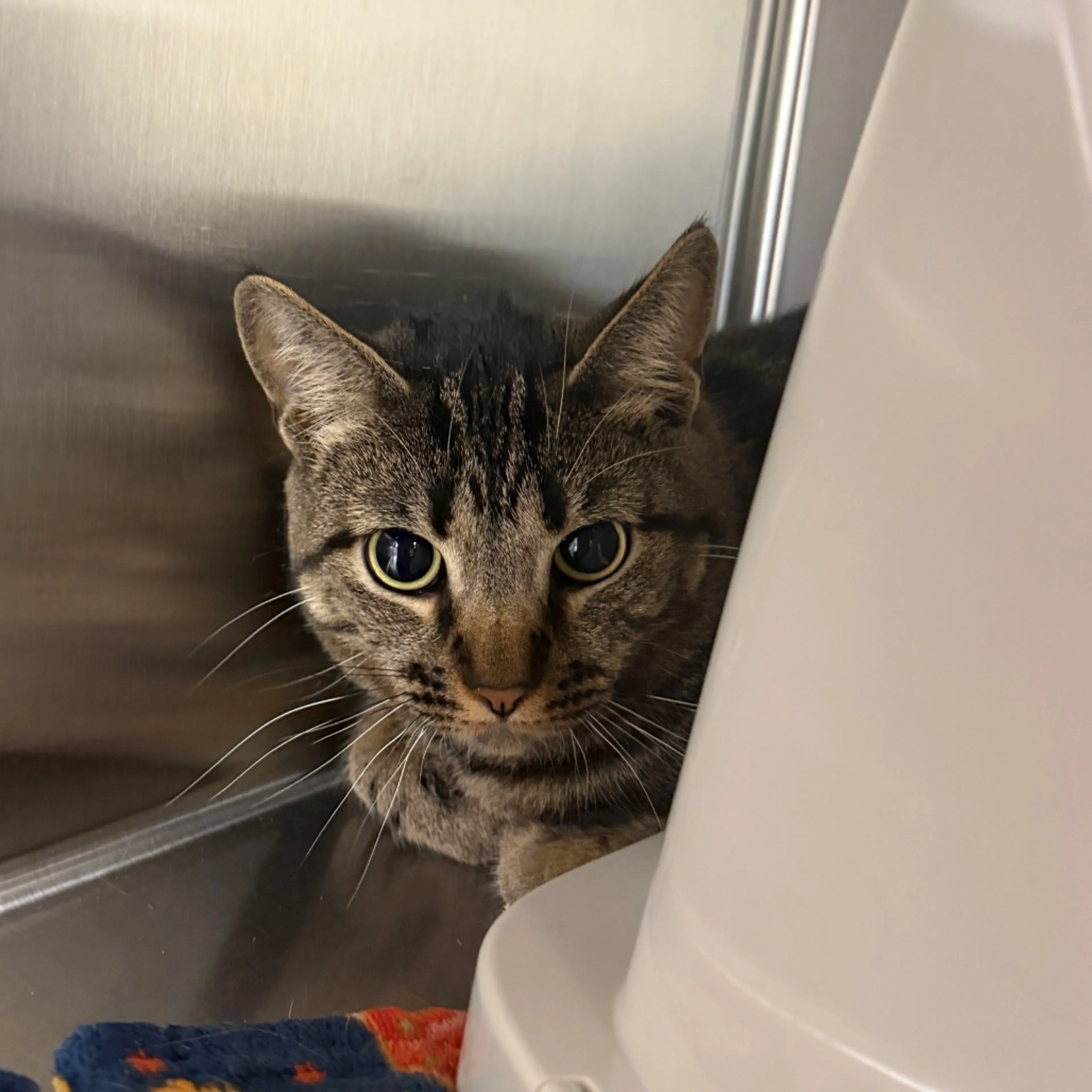 Found pet-1