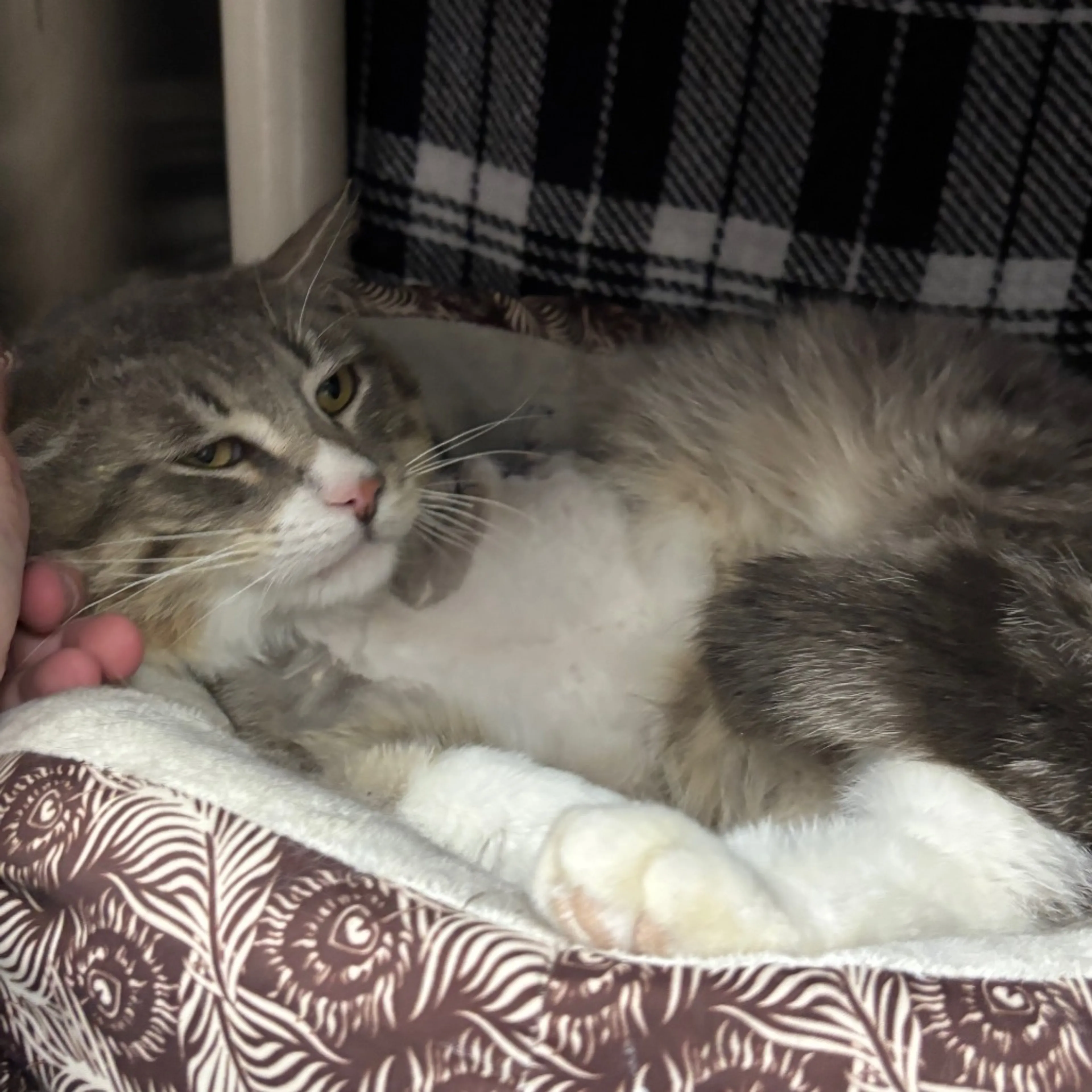 Found pet-9