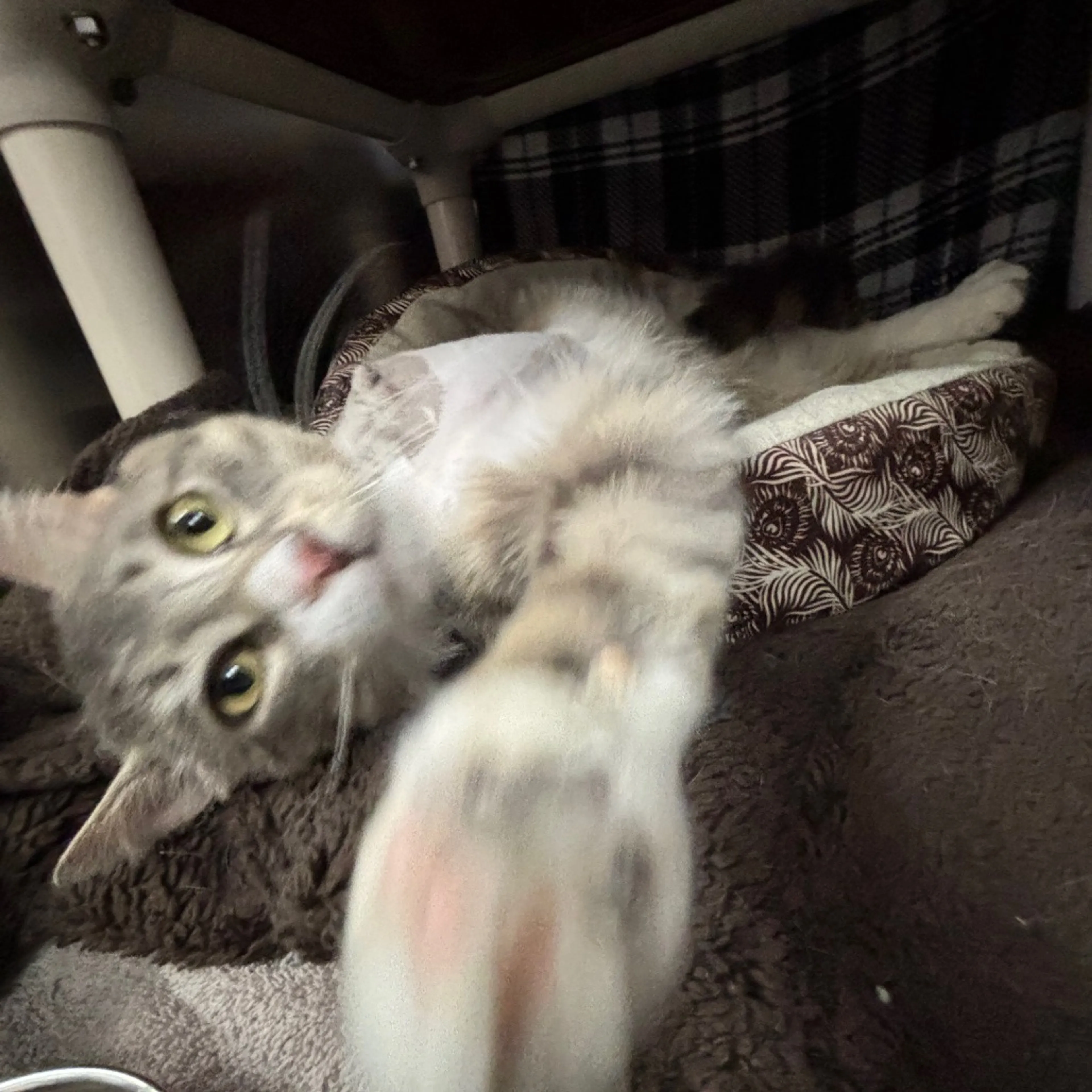 Found pet-14