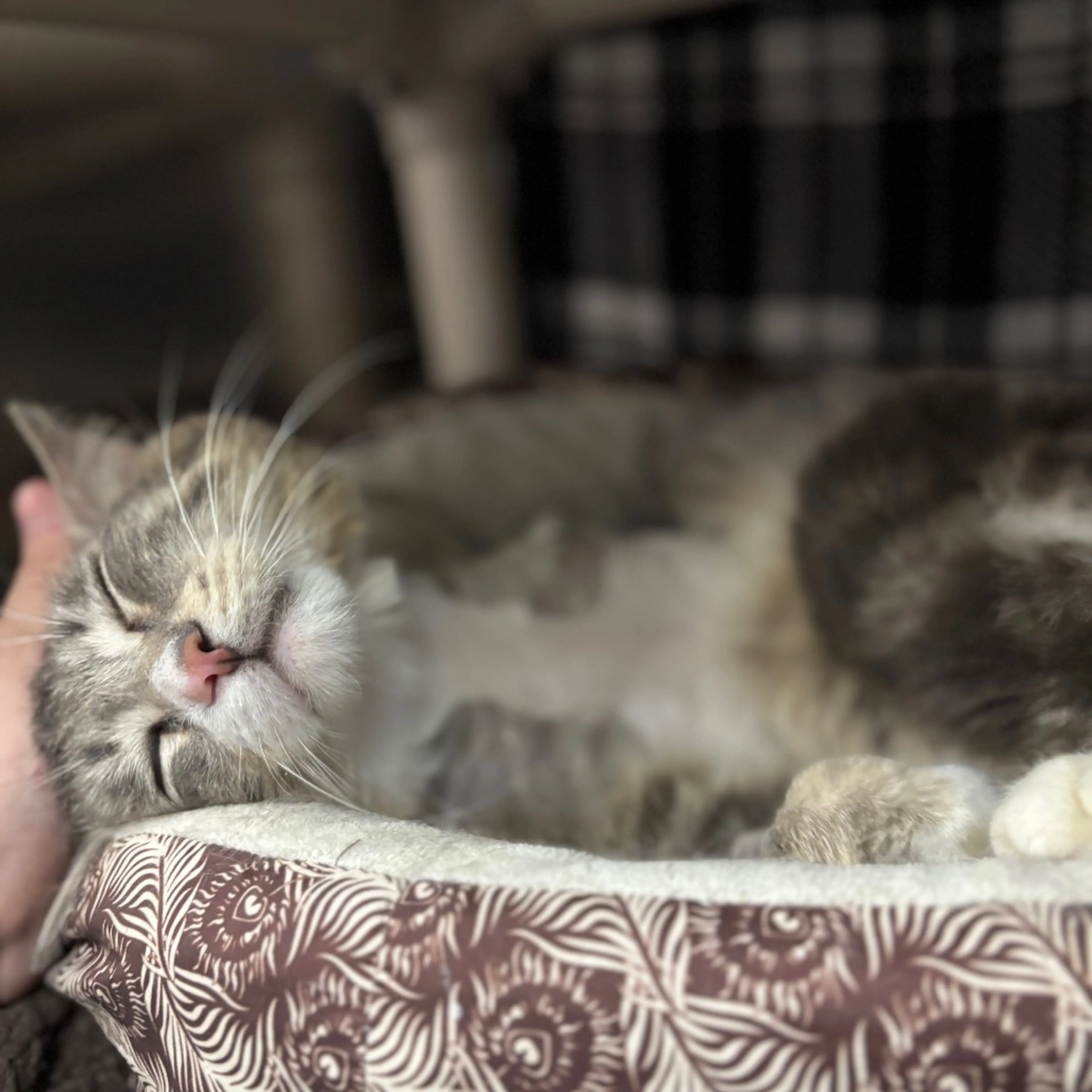 Found pet-0