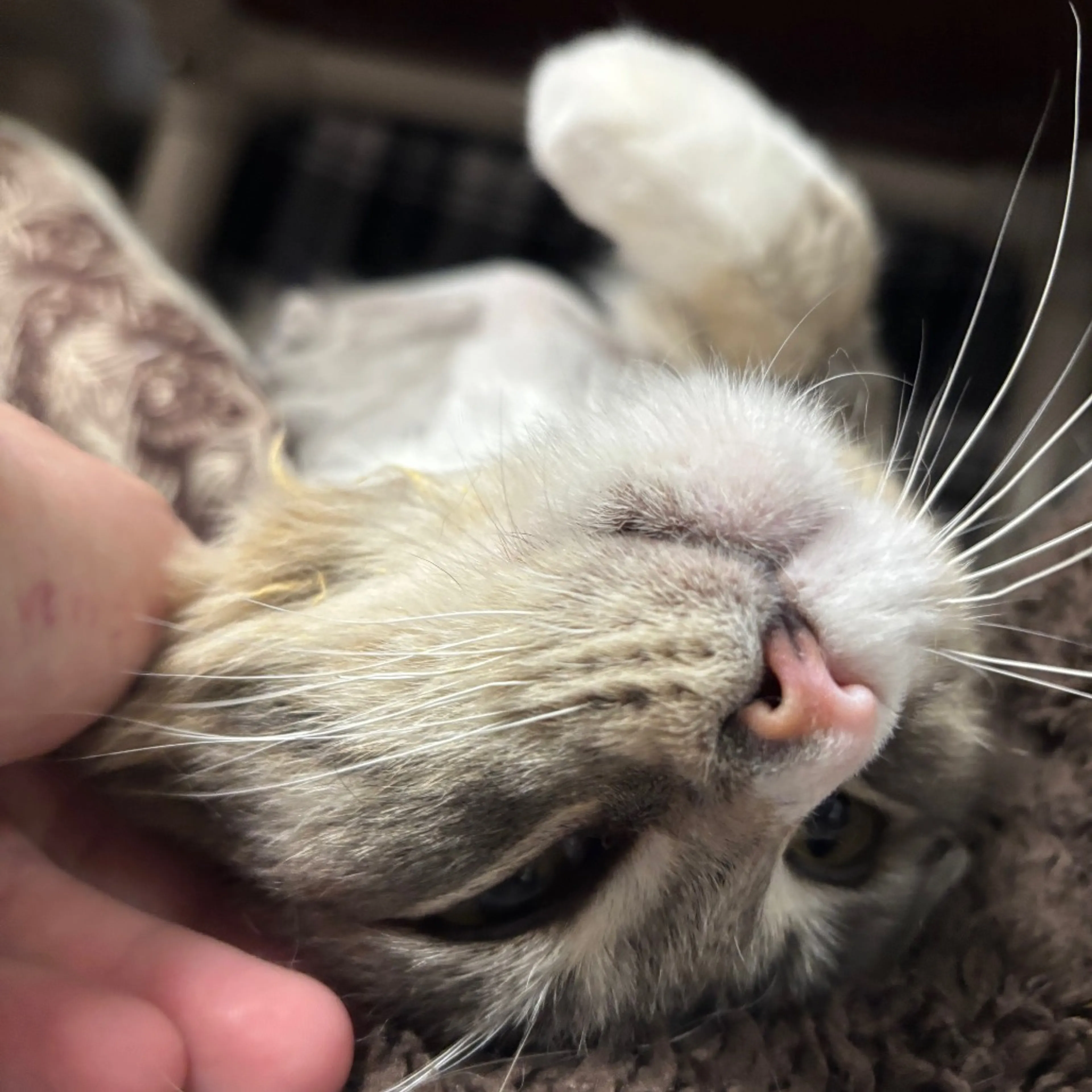 Found pet-8