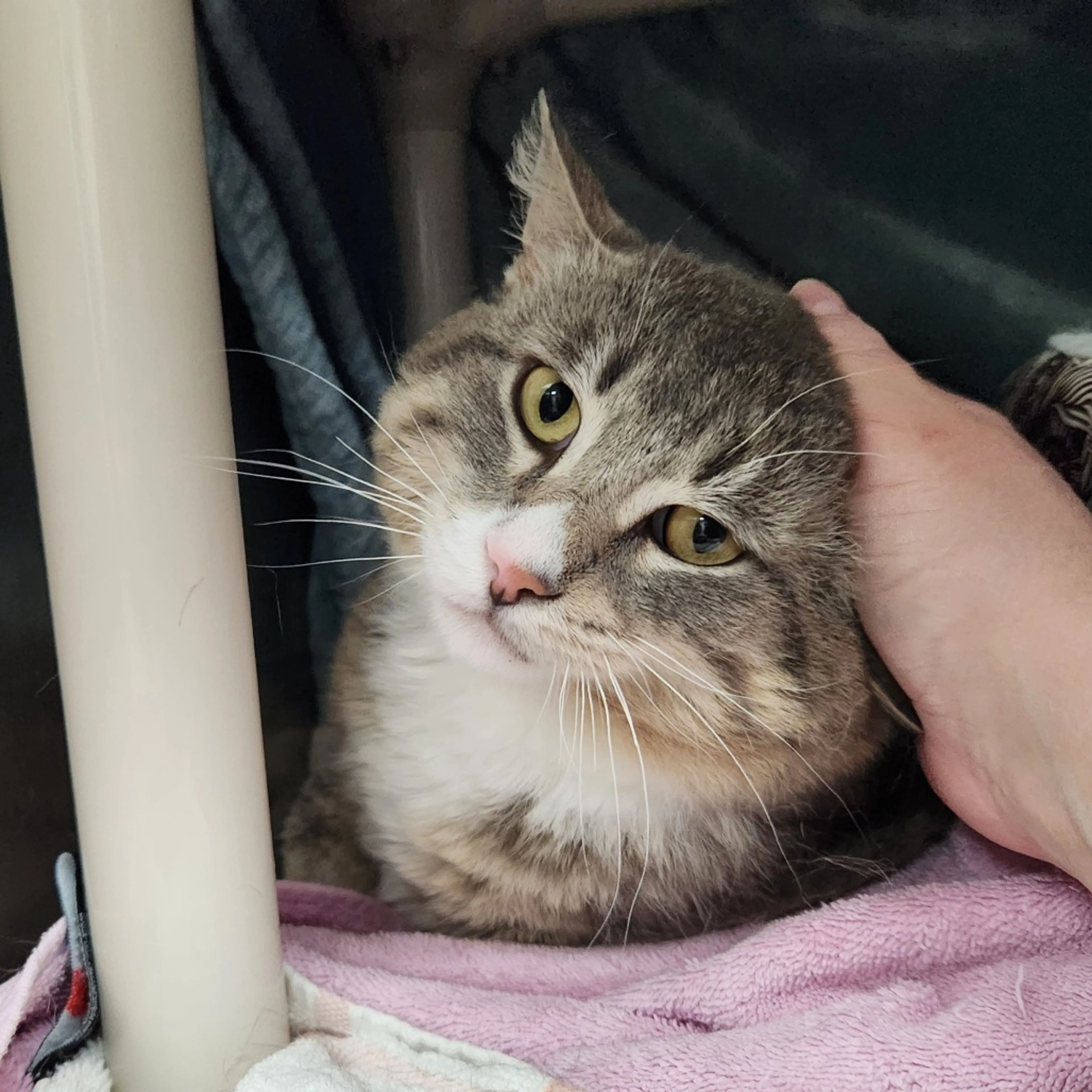Found pet-3