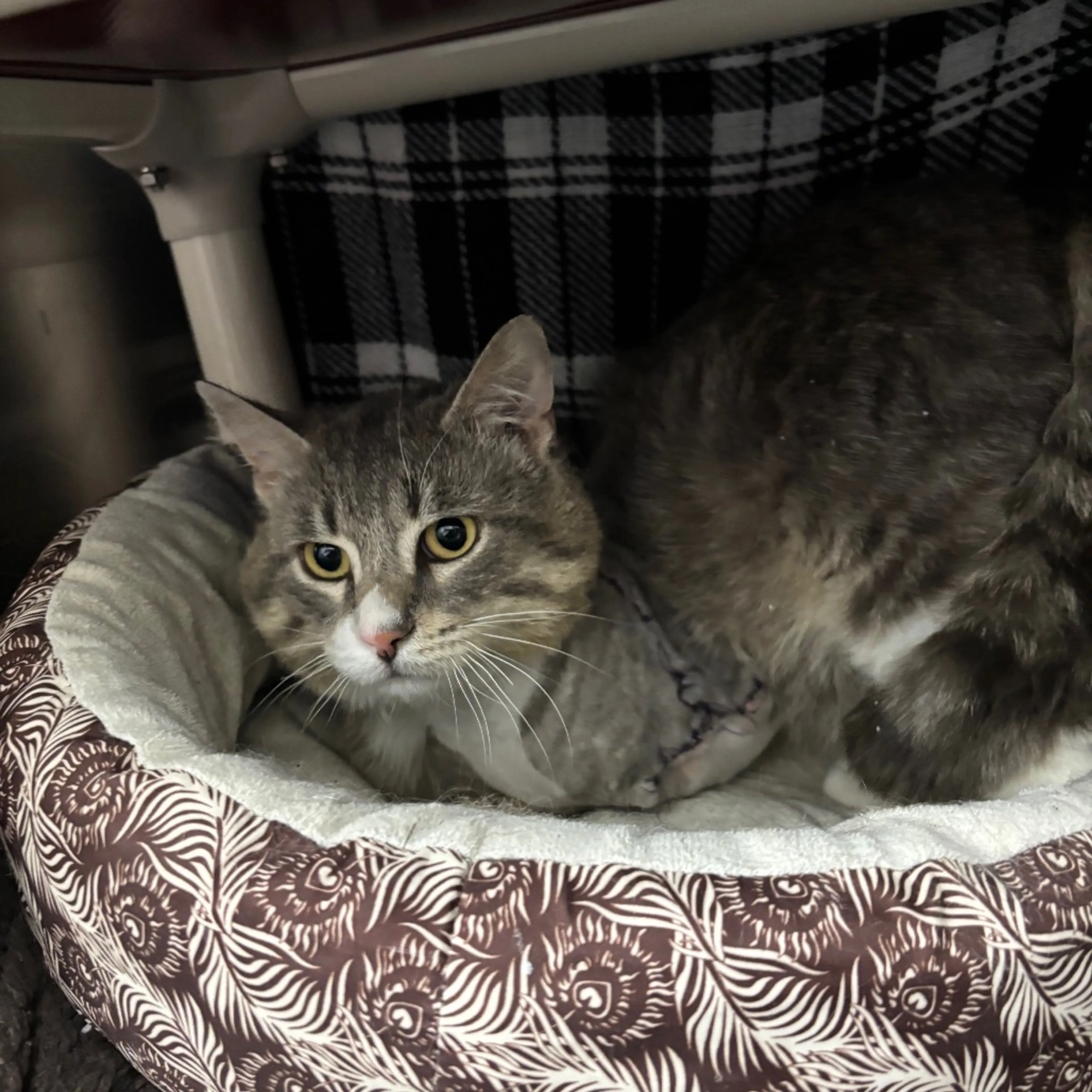 Found pet-10