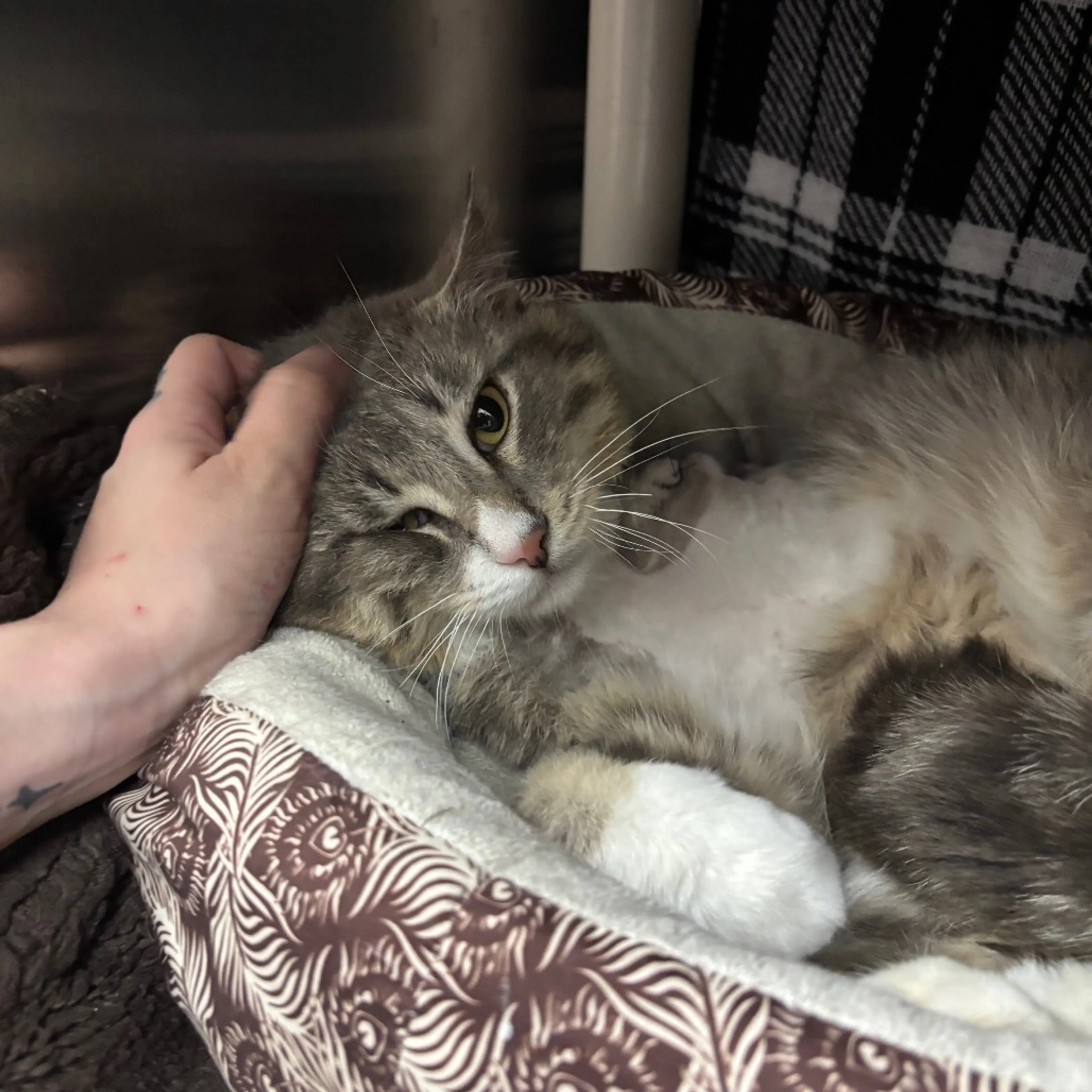 Found pet-11