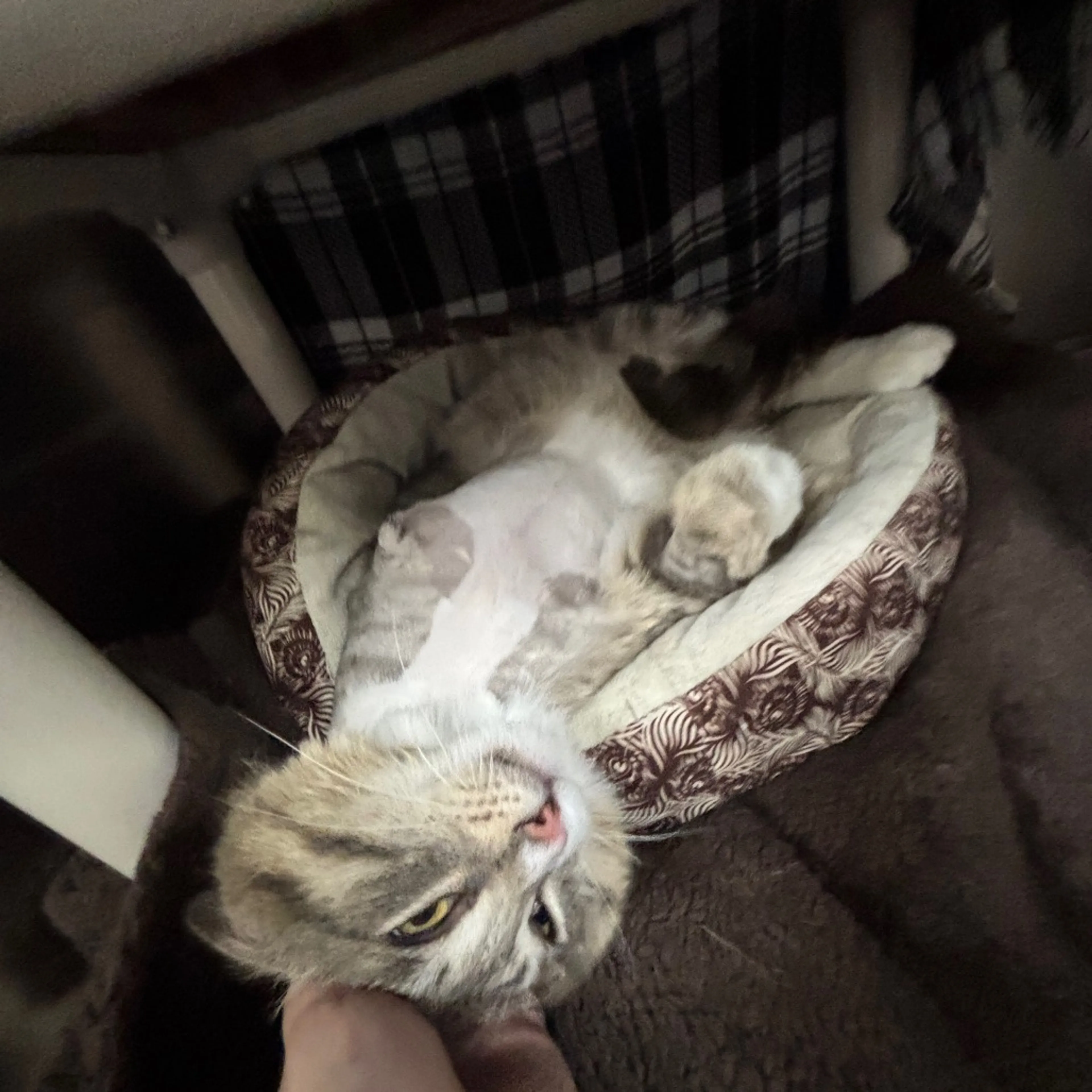 Found pet-12