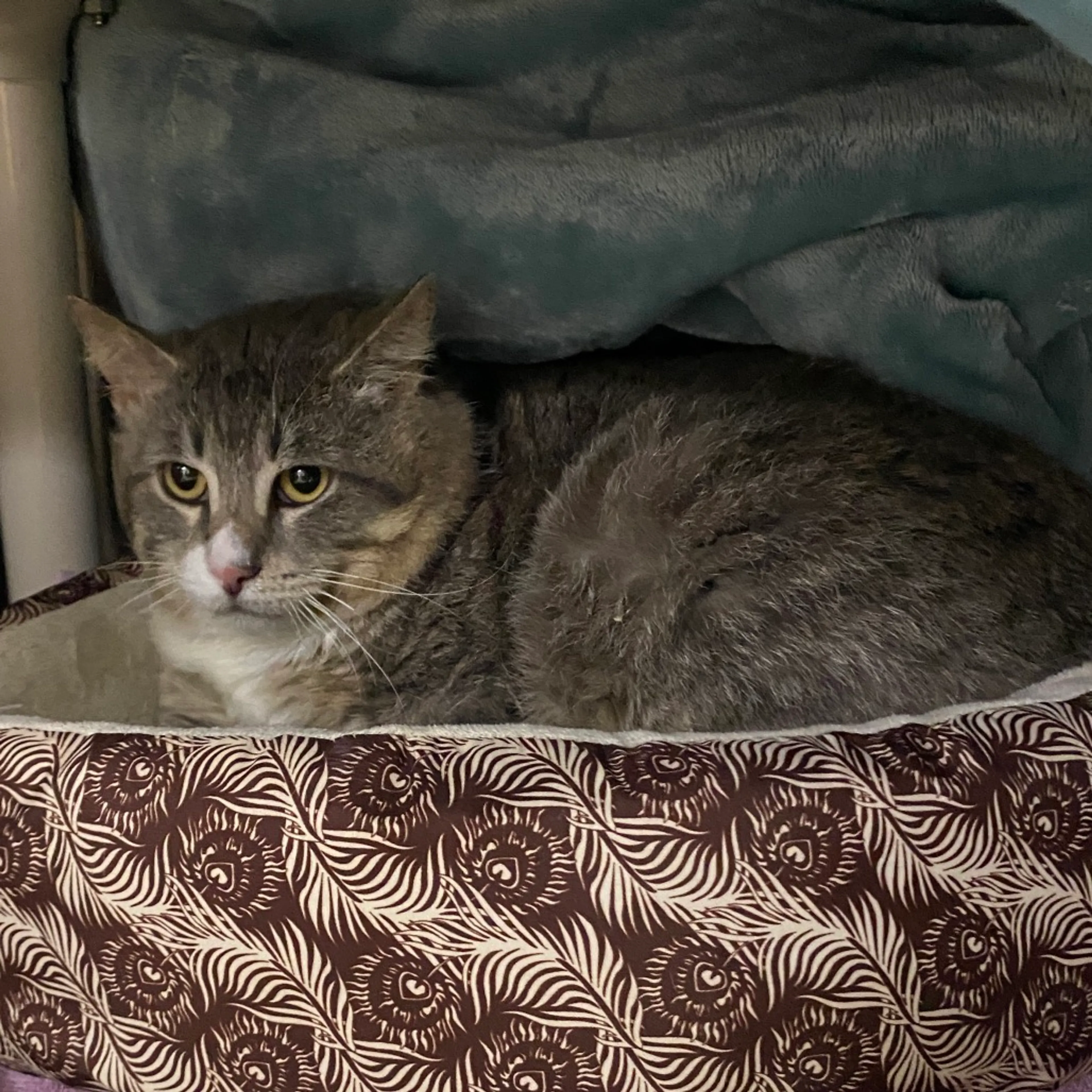 Found pet-1