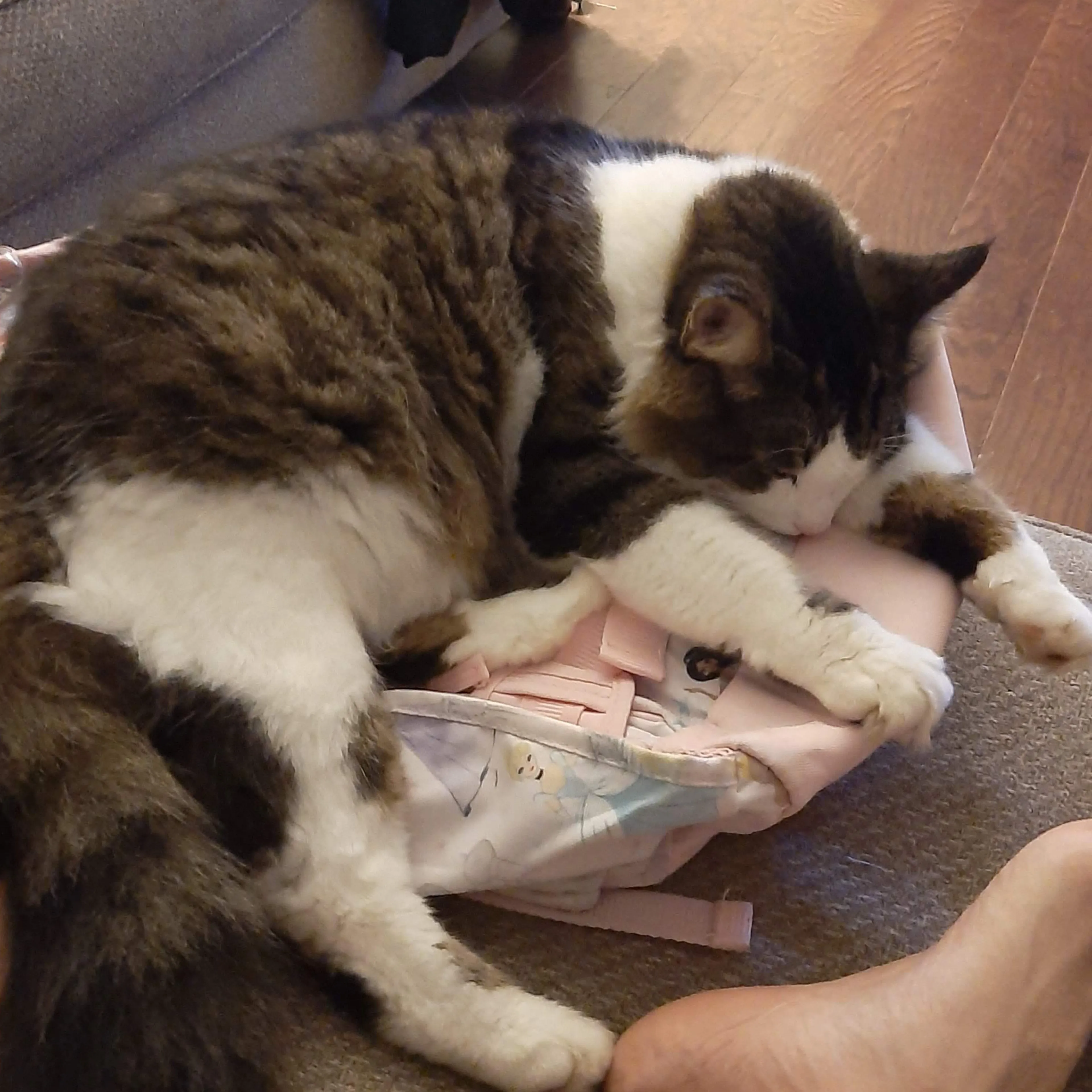 Lost pet-3