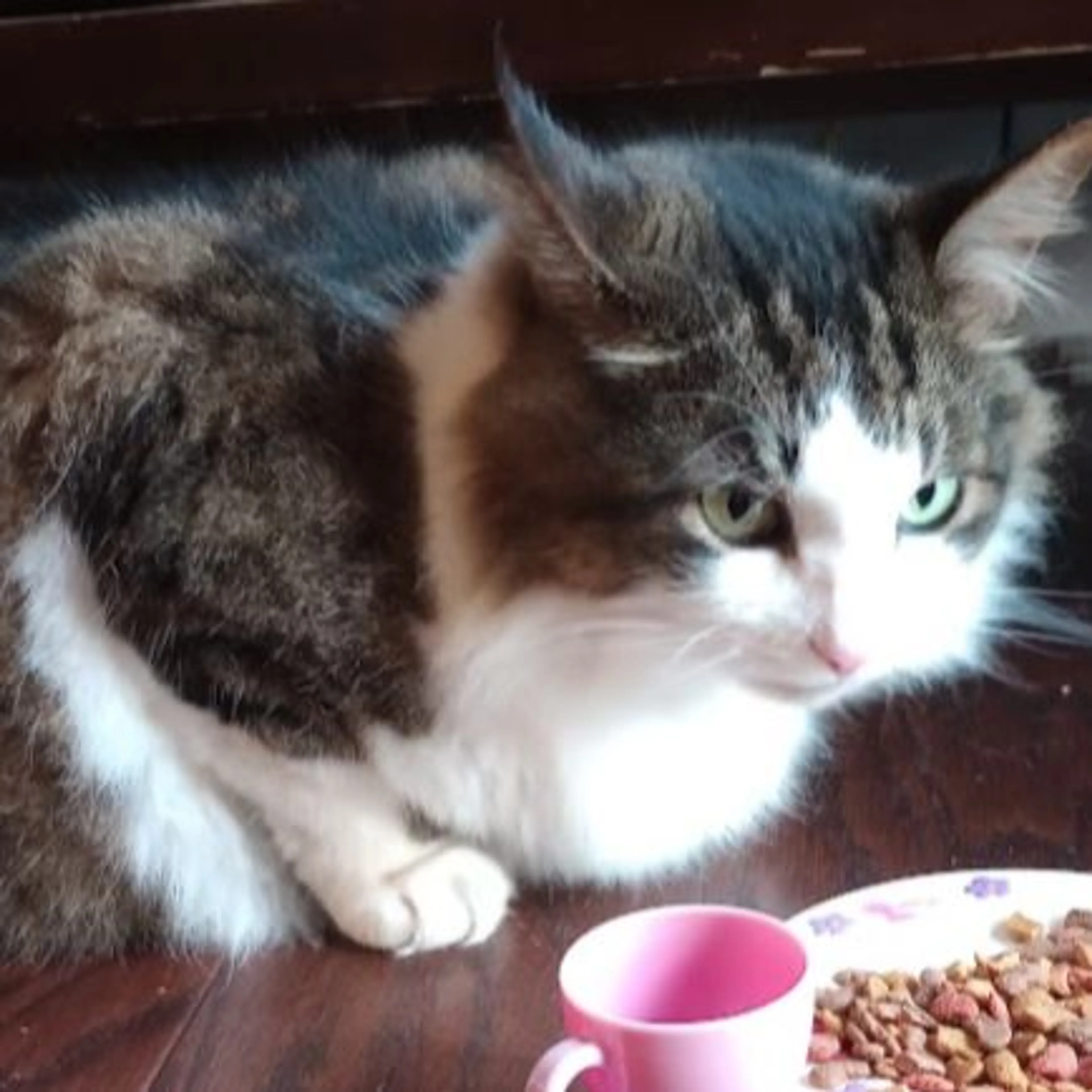 Lost pet-0