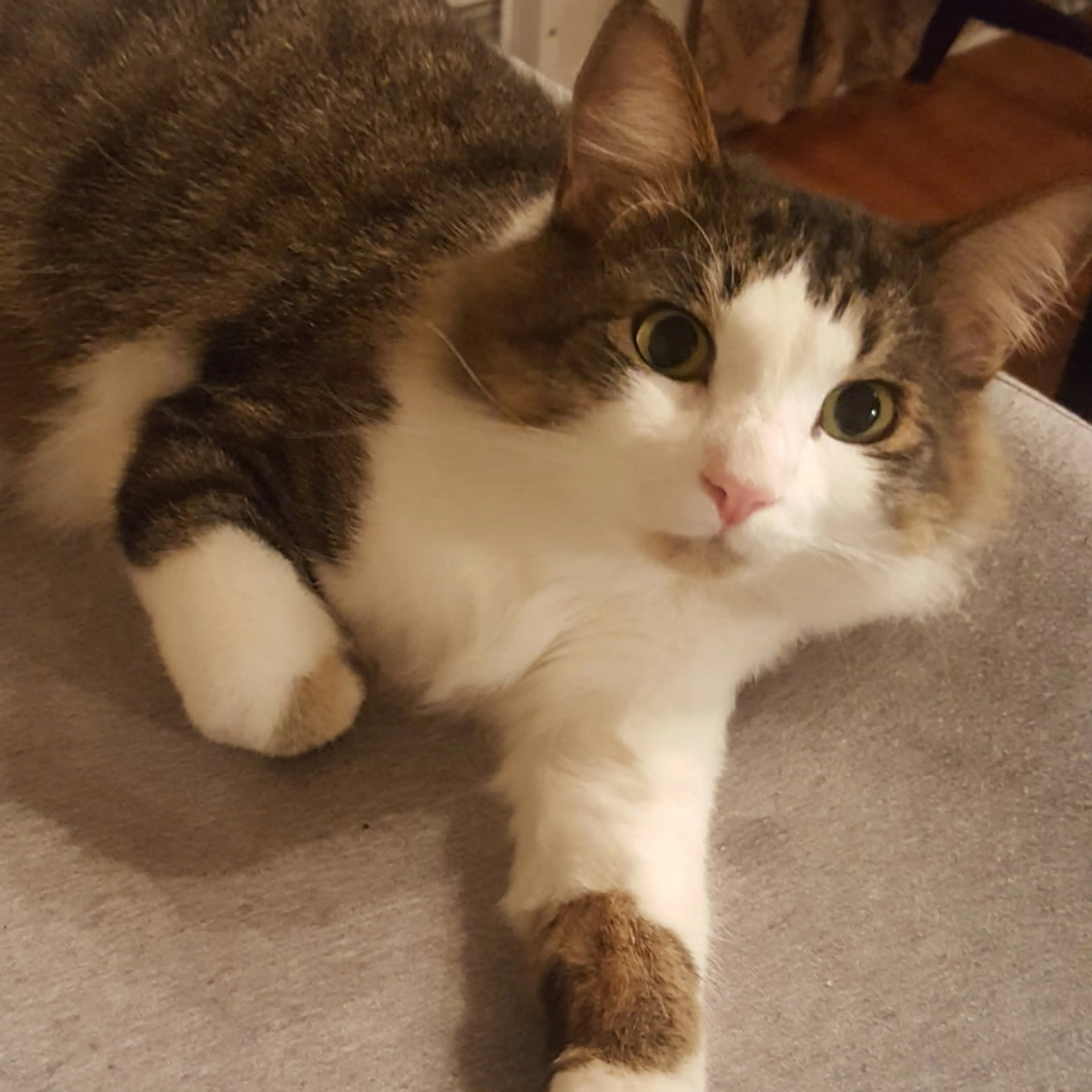 Lost pet-2